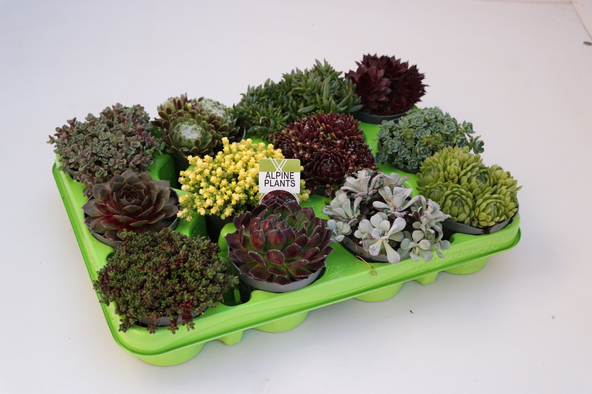 Rotsplanten mix, 212 fust 'lime groen', D 8,5 cm