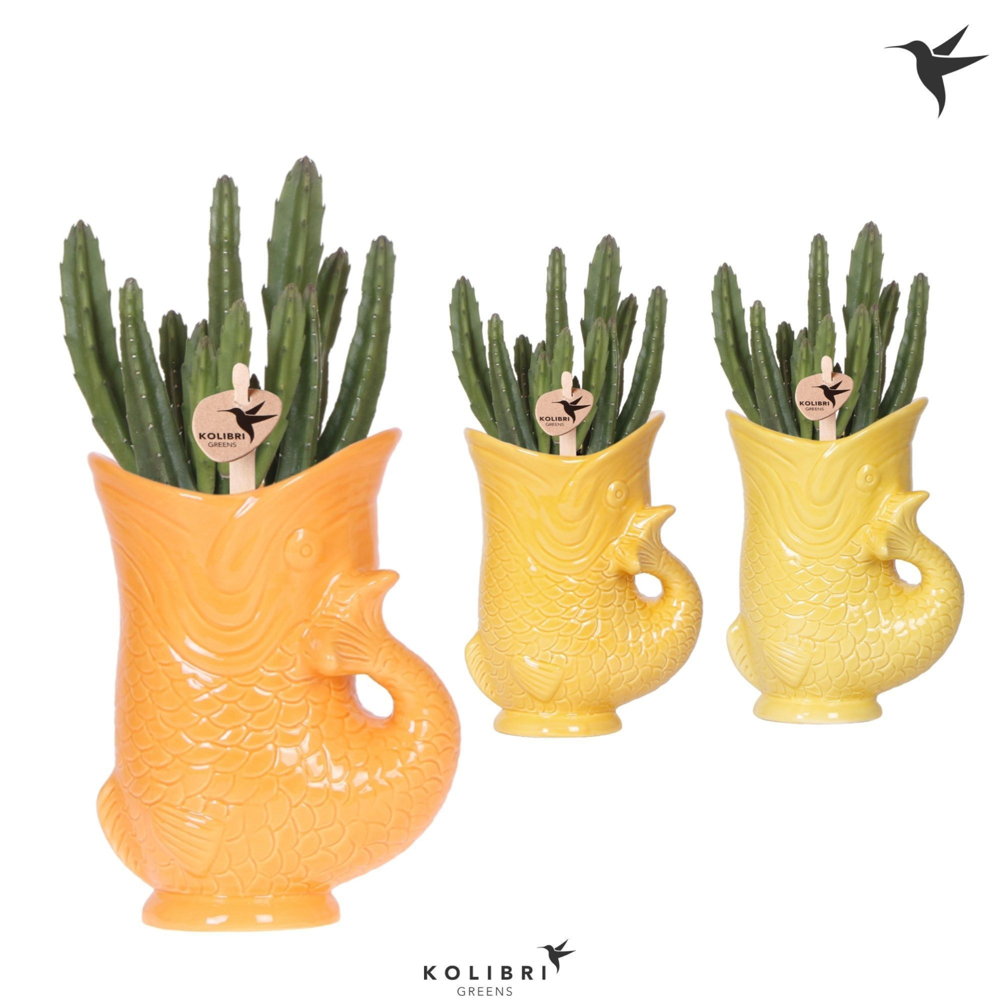 Kolibri Greens Stapelia Leendertziae in Fish pot yellow mix, D 9 cm
