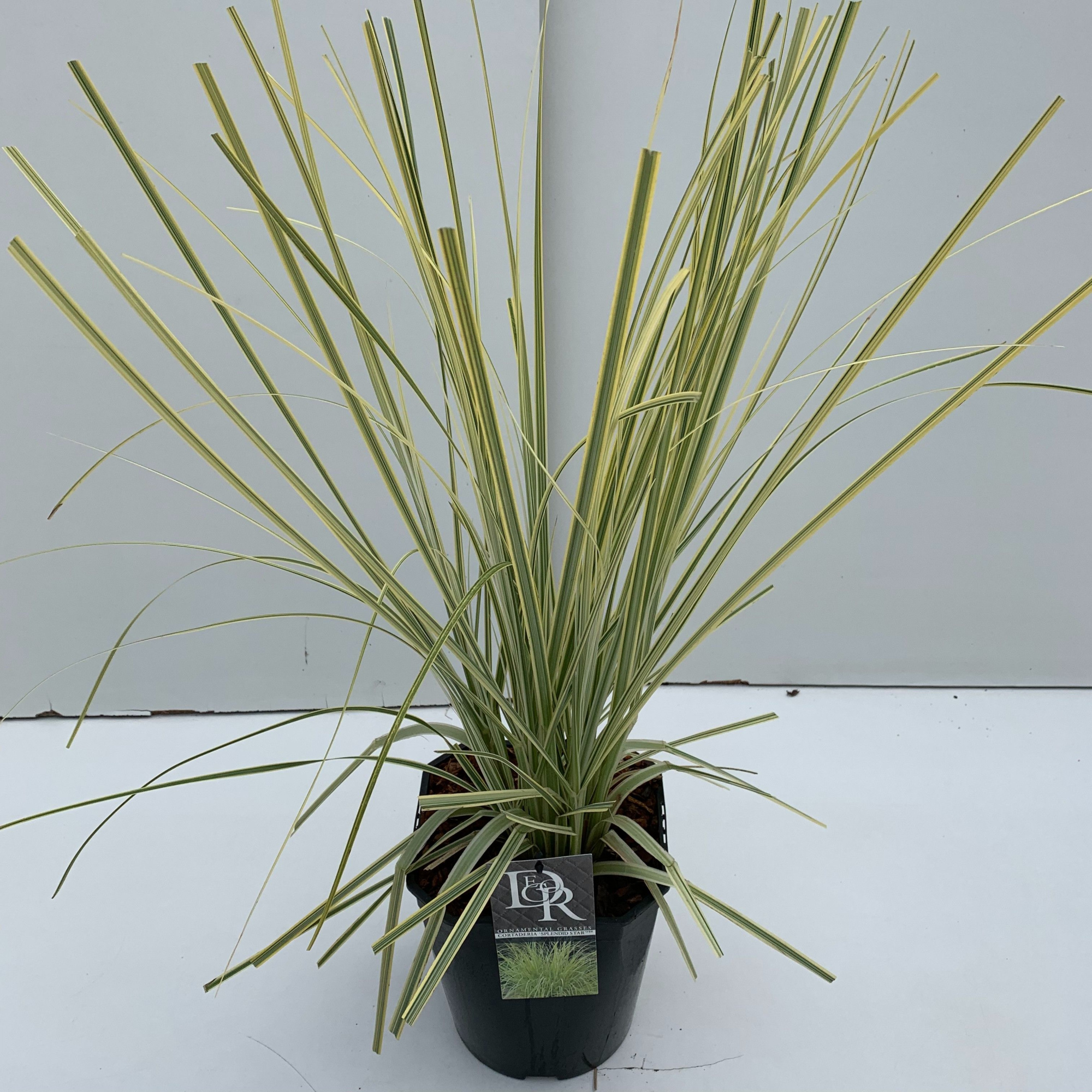 Cortaderia 'Splendid Star', D 23 cm