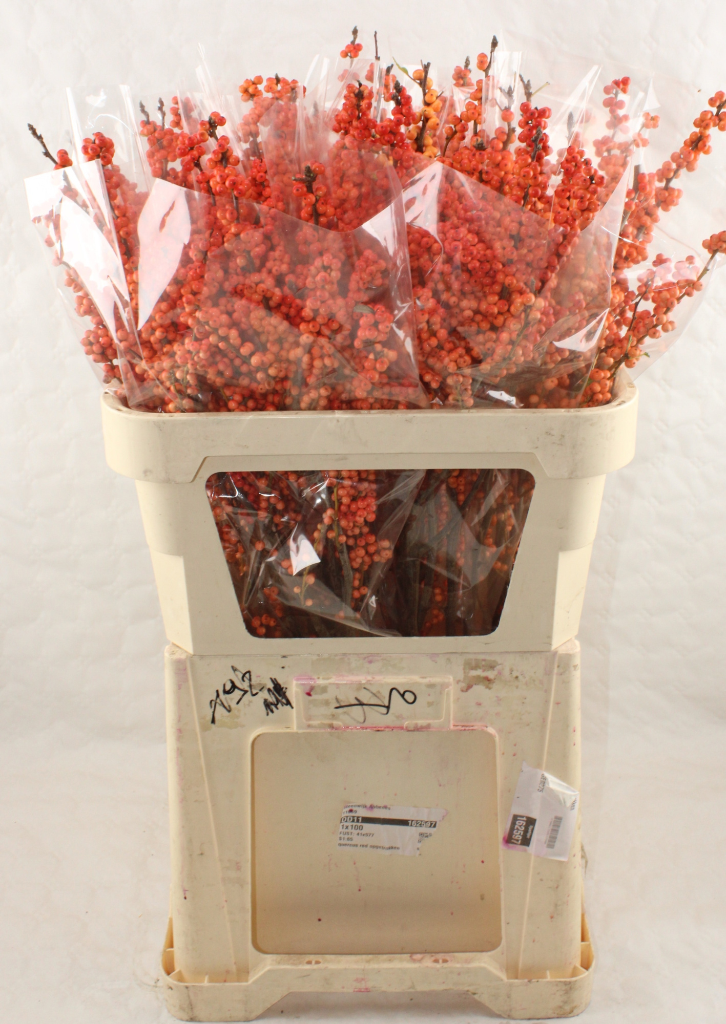 Илекс Красные ягоды 80, шт.