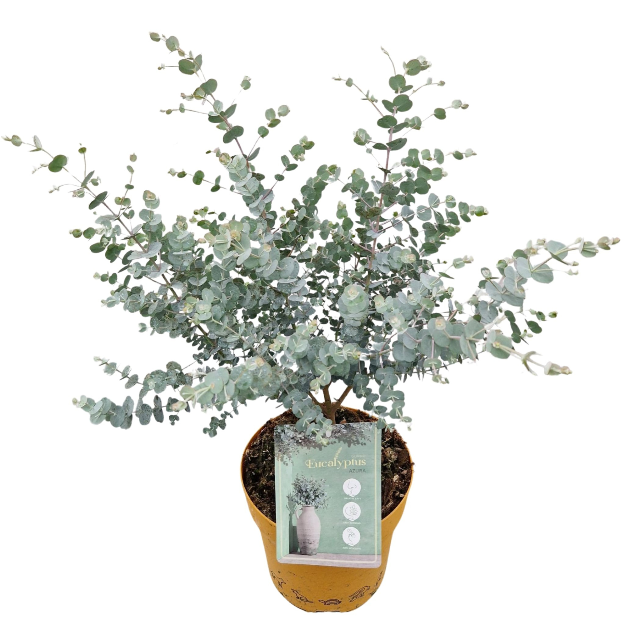 Eucalyptus gunnii 'Azura'®, D 19 cm