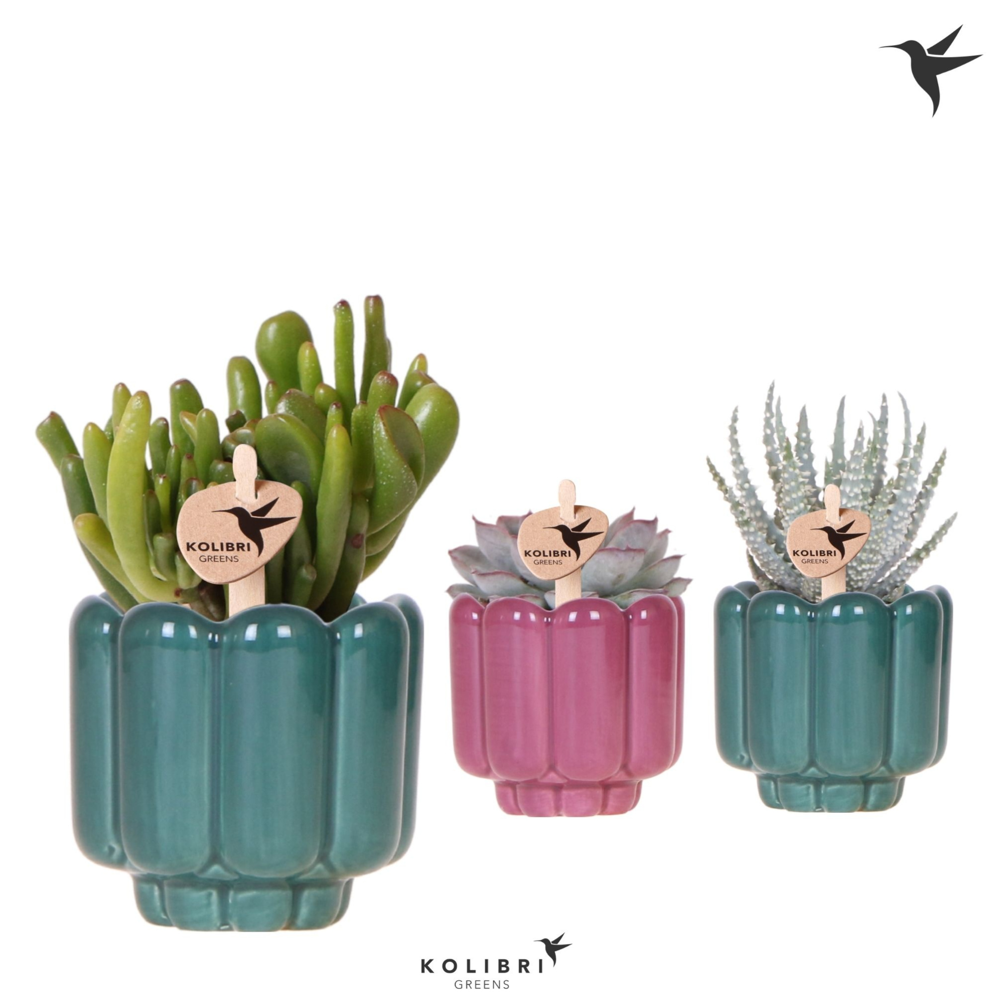 Kolibri Greens Succulenten mix in Retro pot green mix, D 6 cm