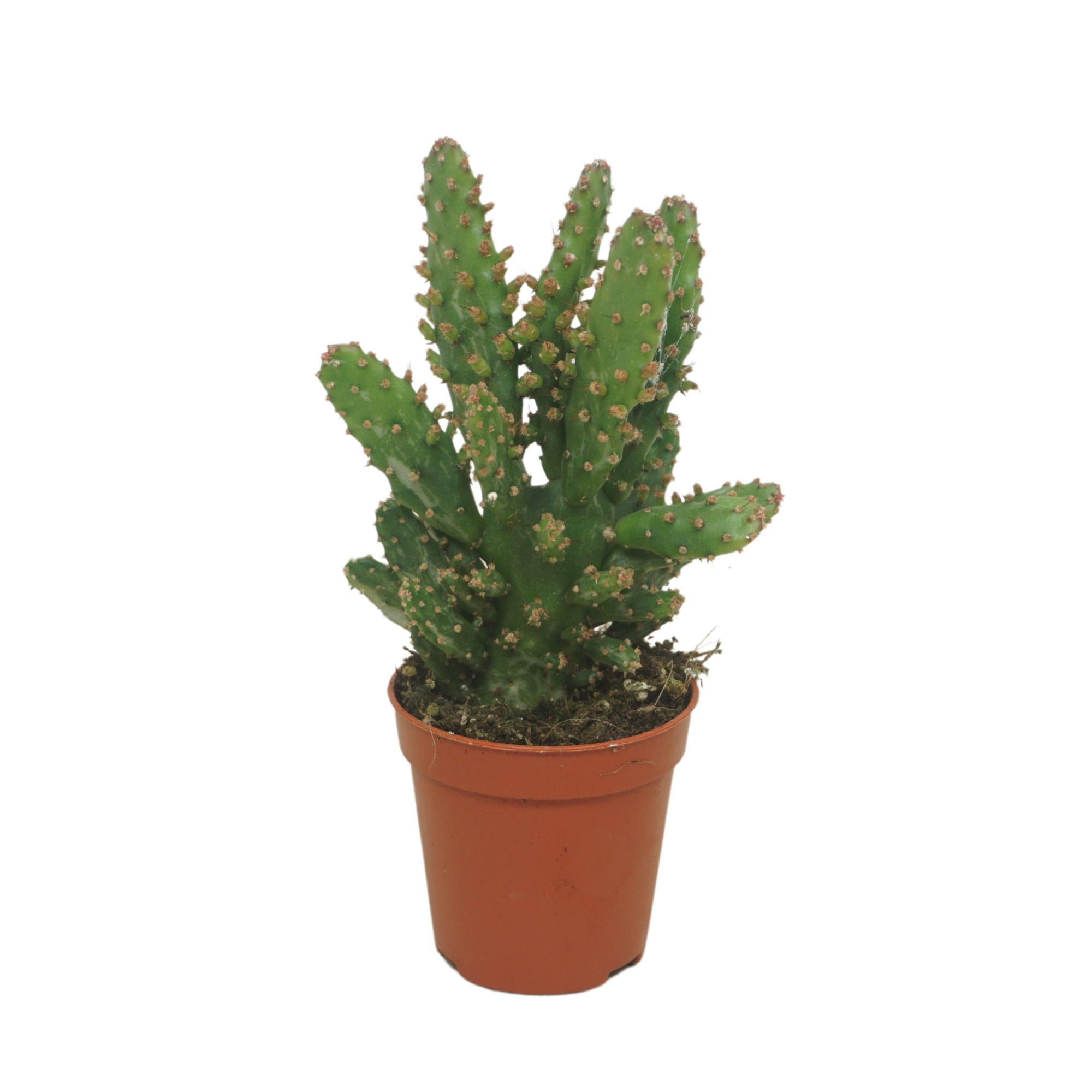 Opuntia tuna 5,5 cm, D 5,5 cm