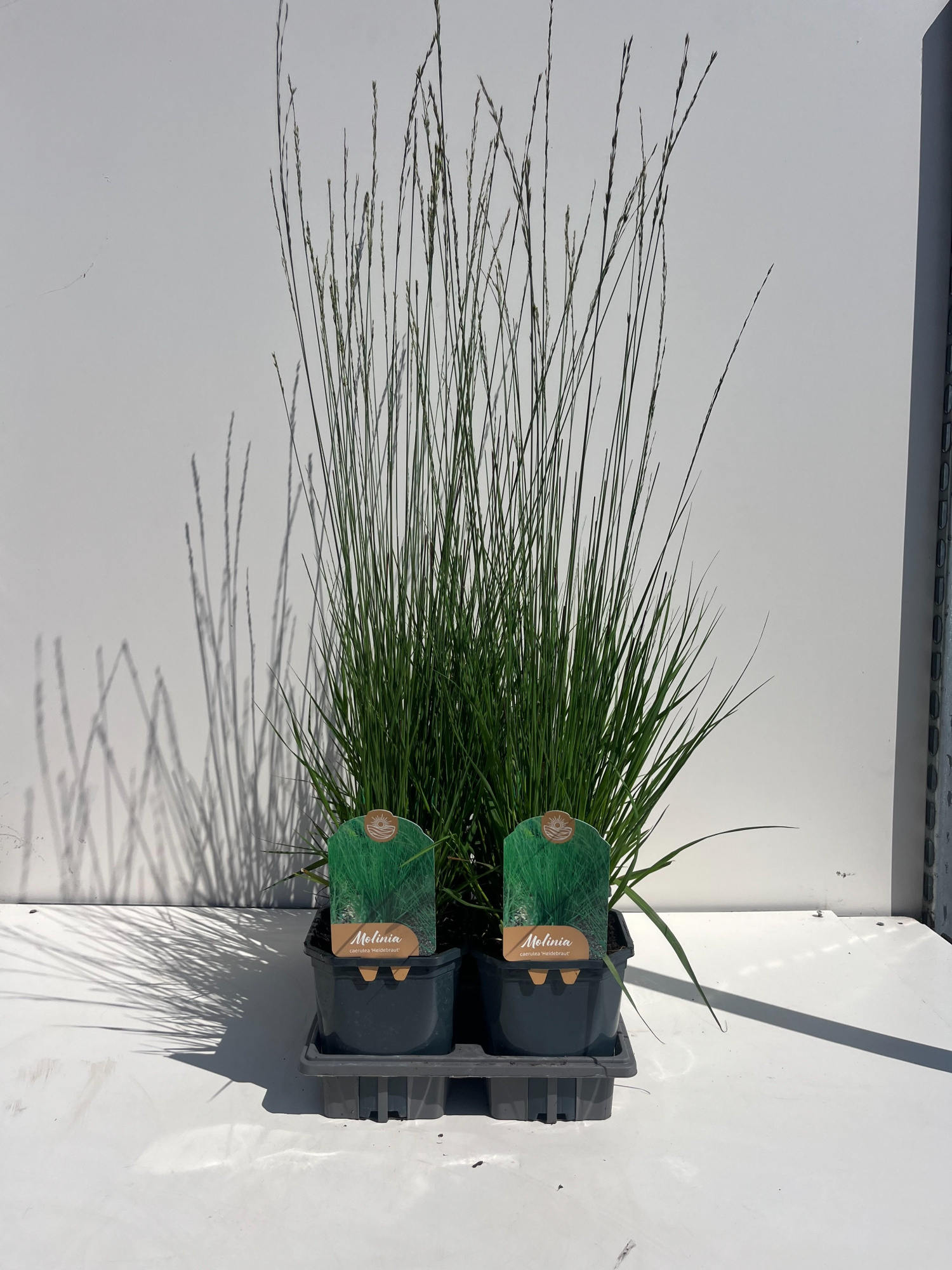 Molinia Caerulea Heidebraut, D 17 cm