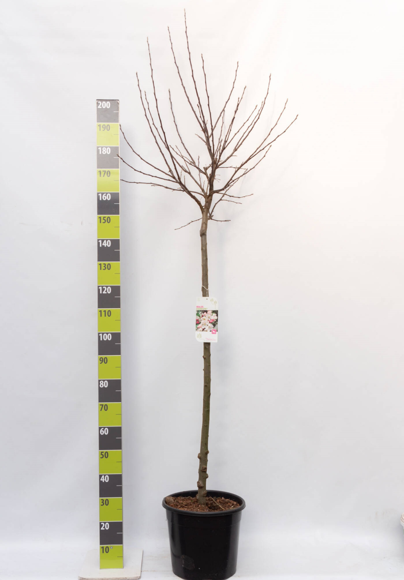 Malus 'Evereste' C 20 120 ha, D 30