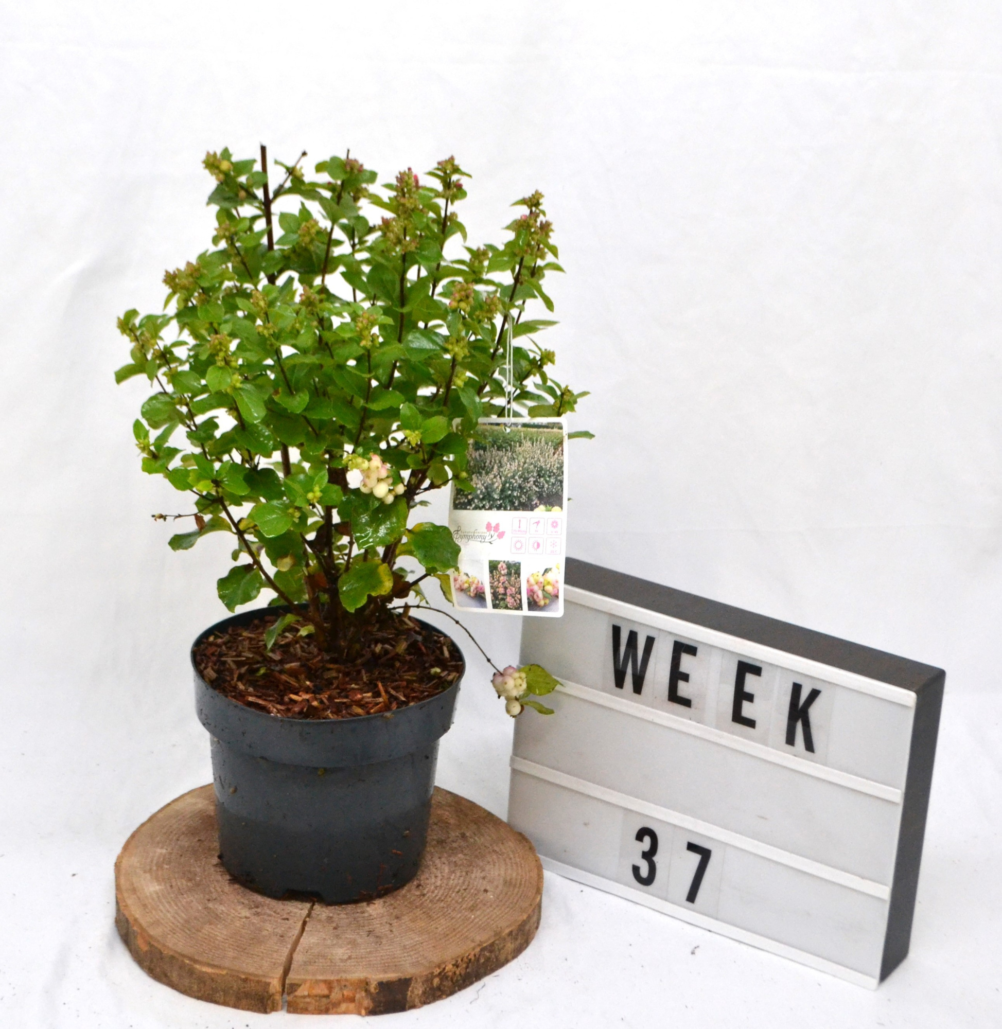 Symphoricarpos d. Rave, D 19 cm