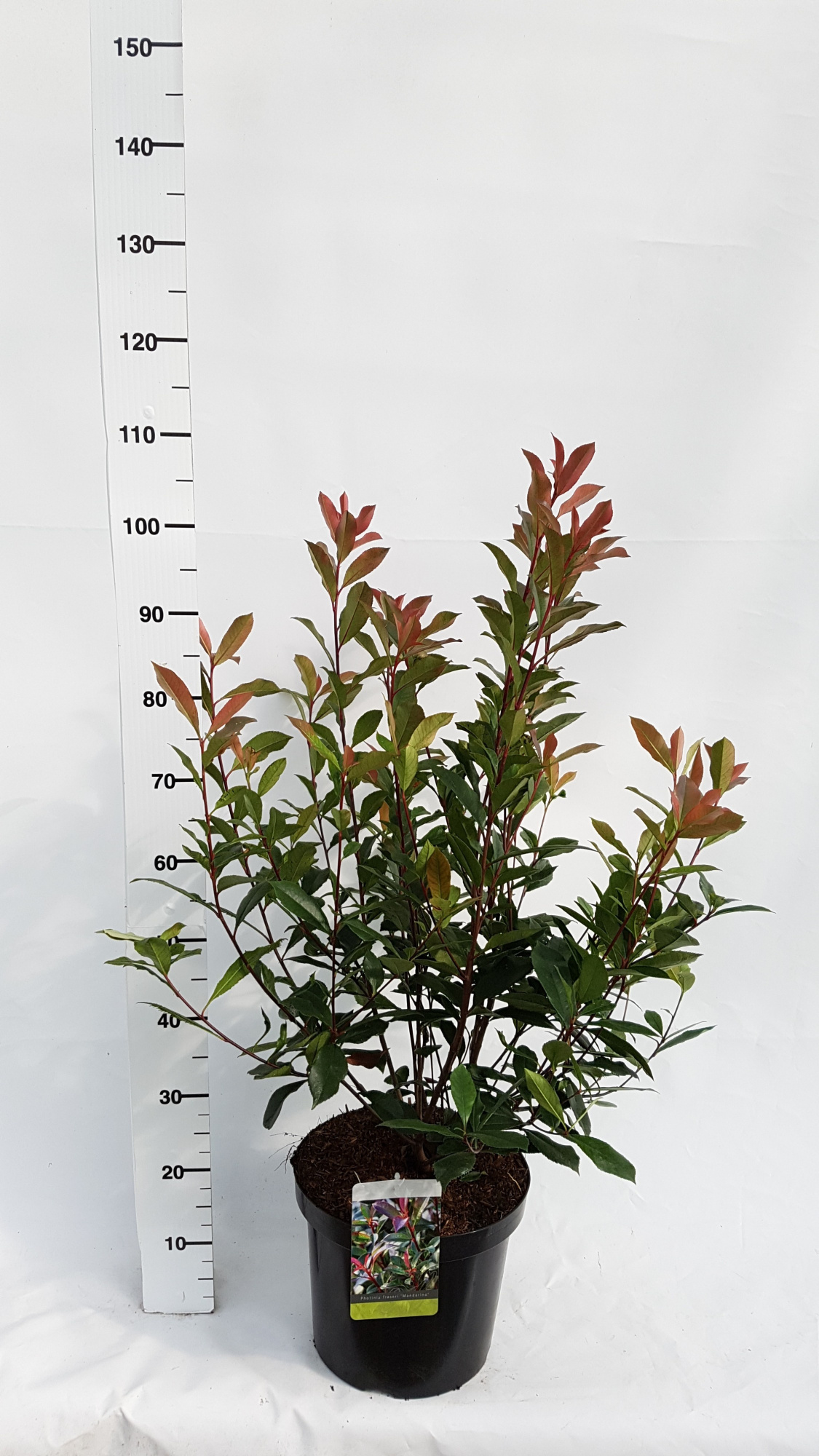 Photinia fraseri 'Mandarino', D 30