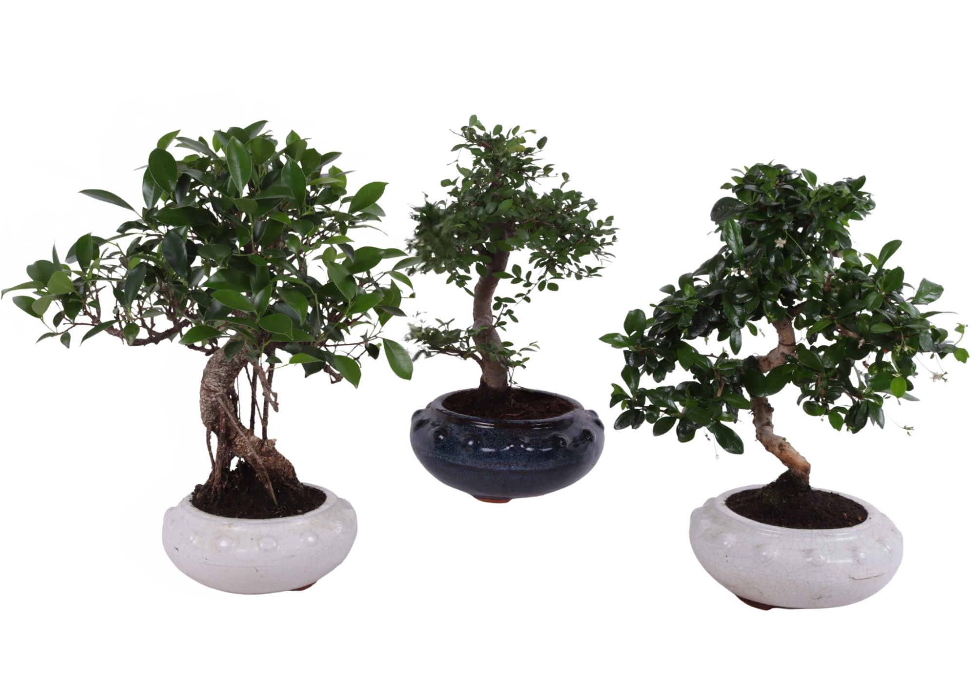 Bonsai Mixed in ø19cm Round Ceramic S-Shape, D 19 cm