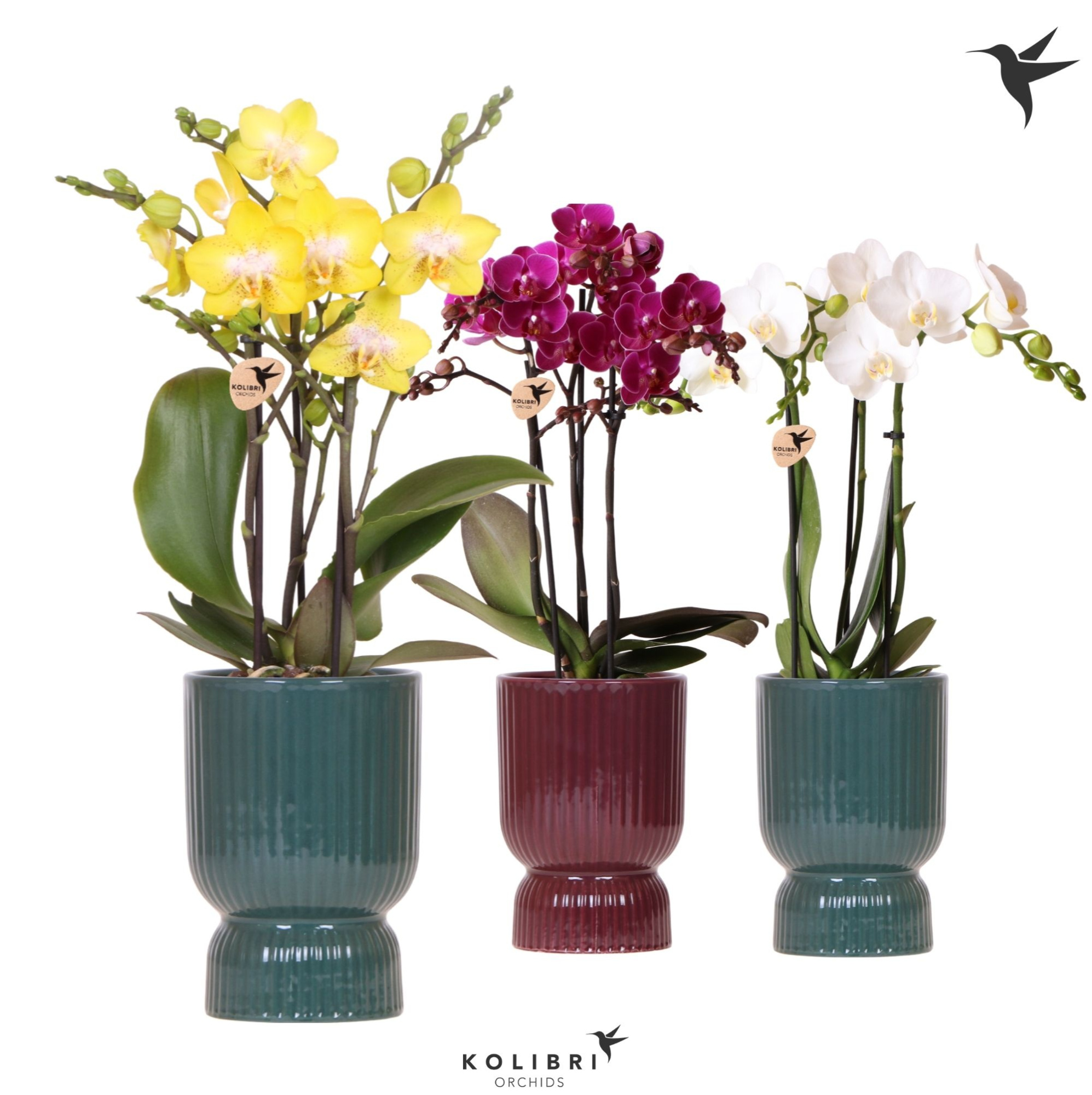 Kolibri Orchids Phalaenopsis mix 3 spike in Diabolo pot green mix, D 9