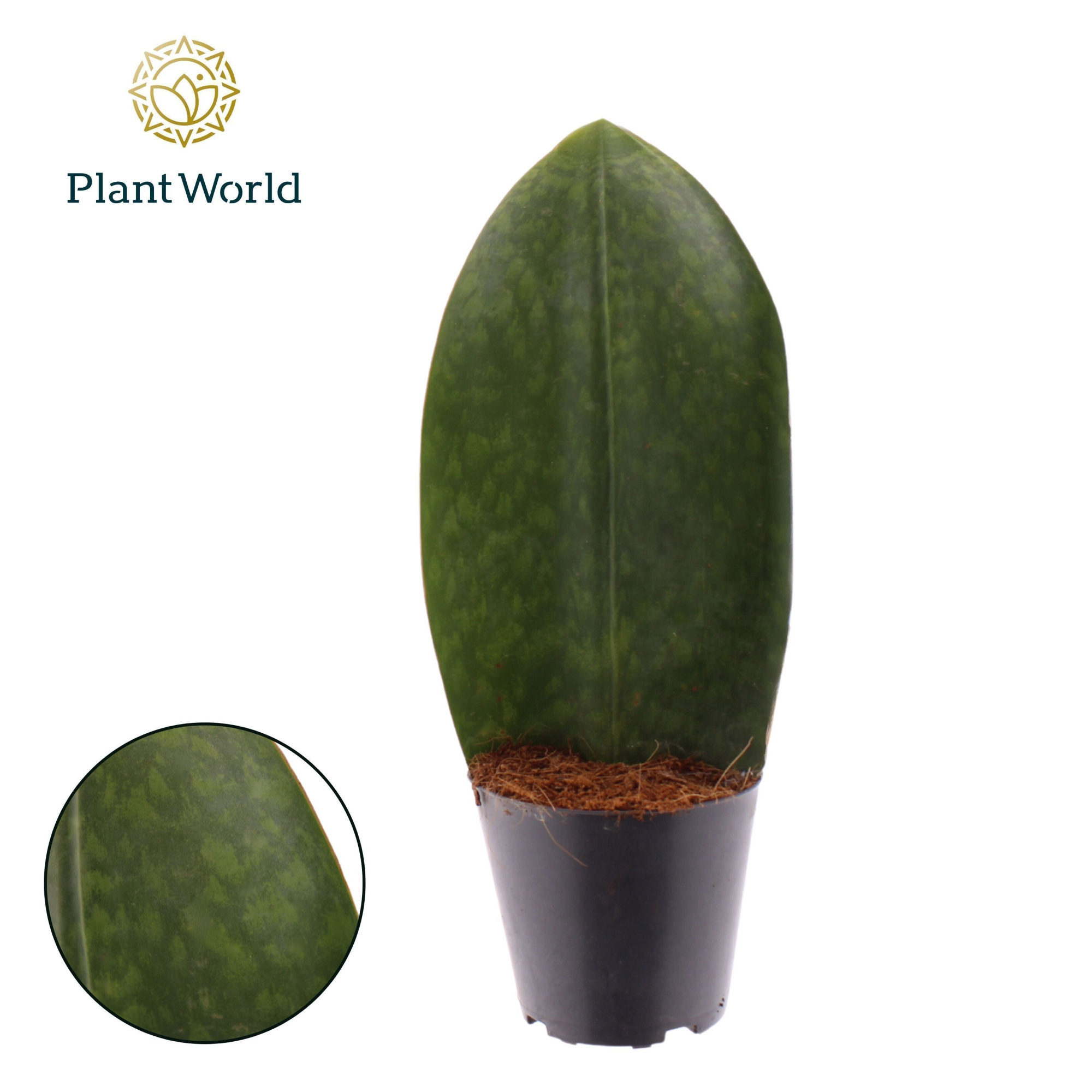 Sansevieria ‘Masoniana’ Whale Fin, D 12