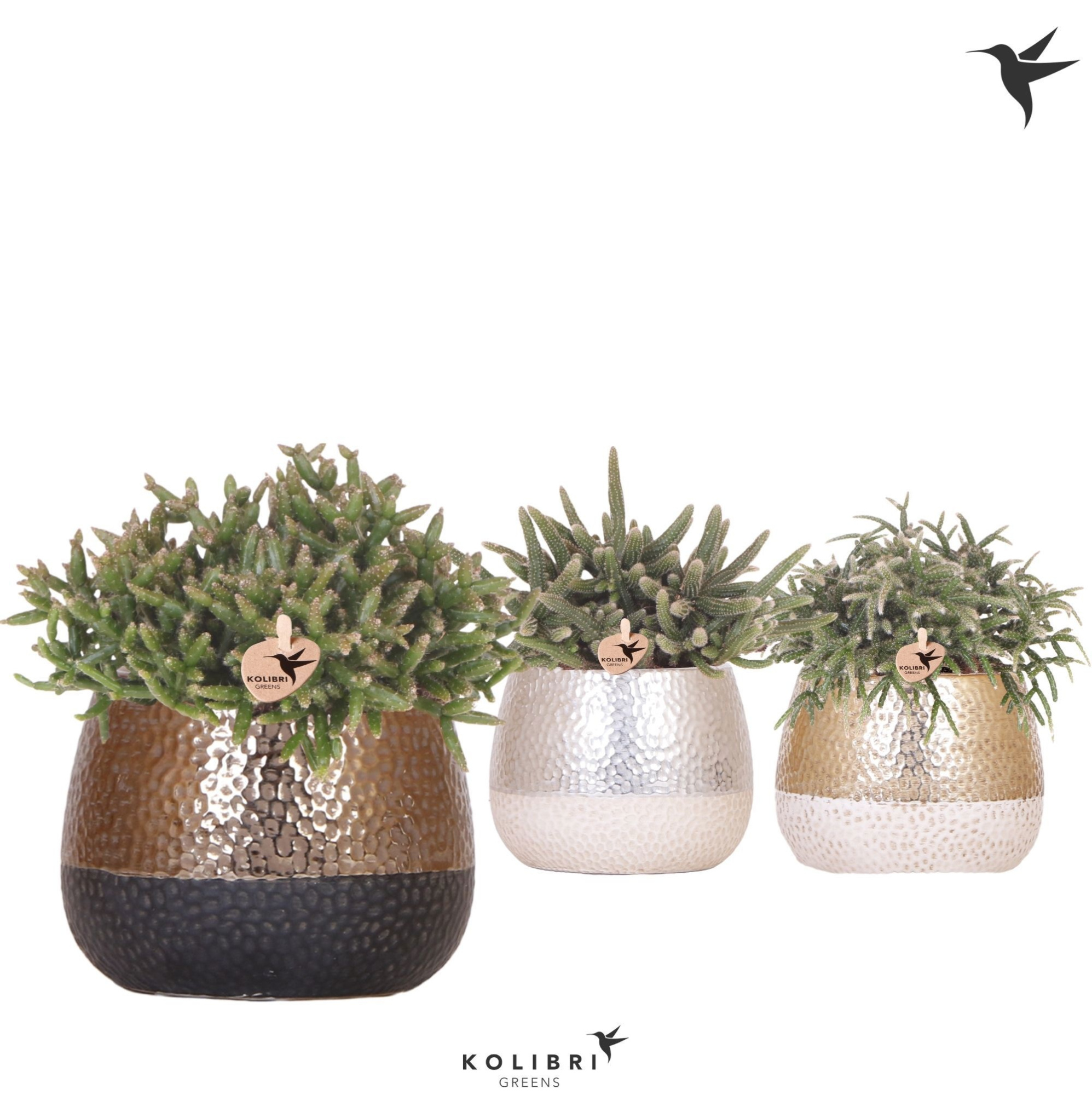 Kolibri Greens Rhipsalis mix in Elite pot mix, D 12