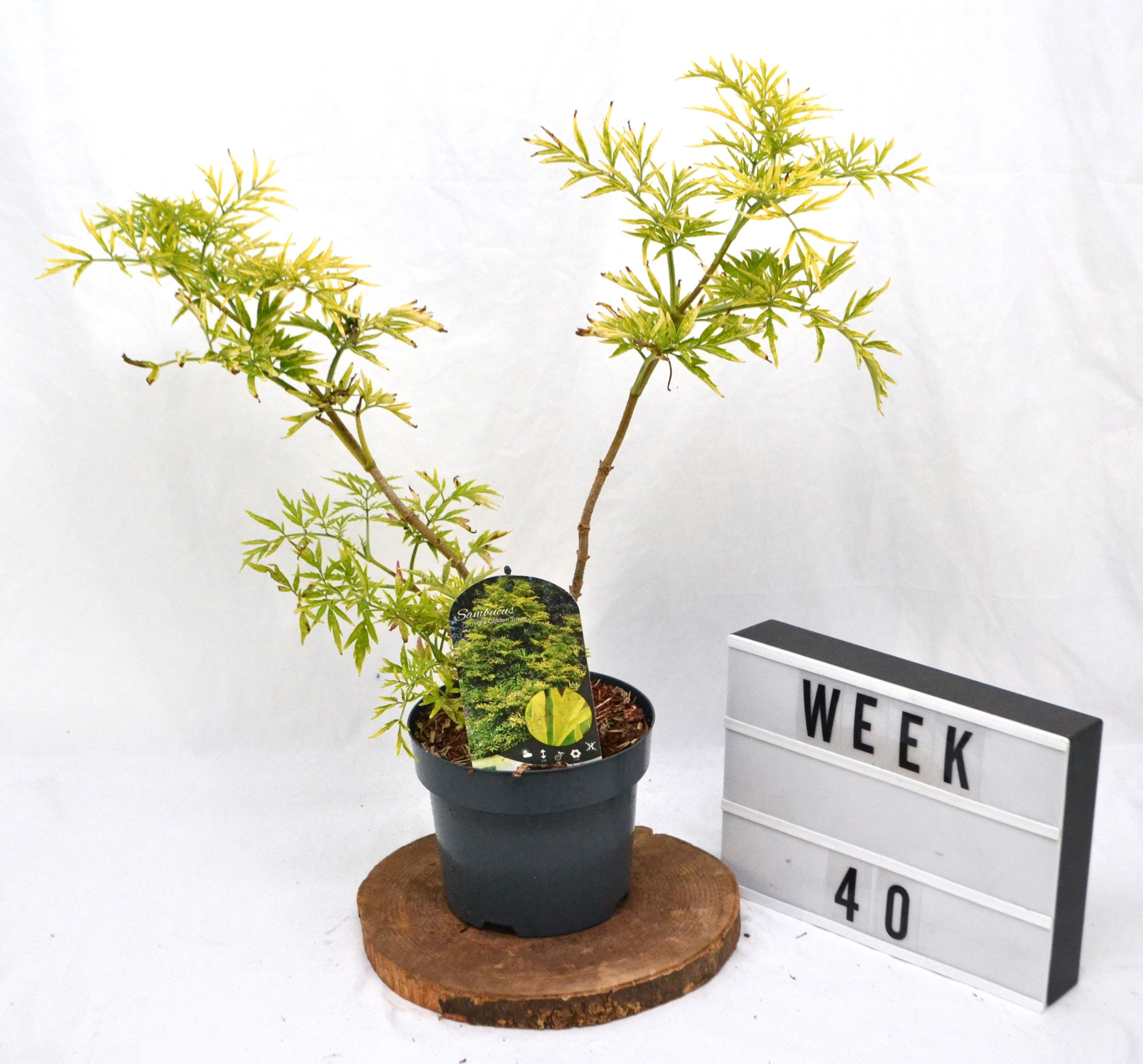 Sambucus nigra Golden Tower C3 30/40, D 19 cm