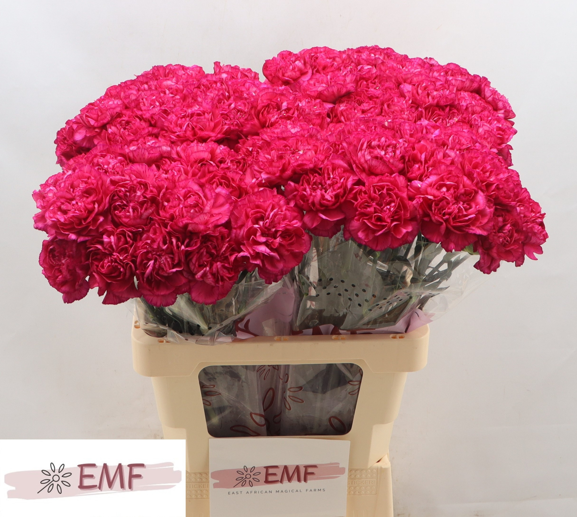 Диантус од. Перпл Шторм+, шт.