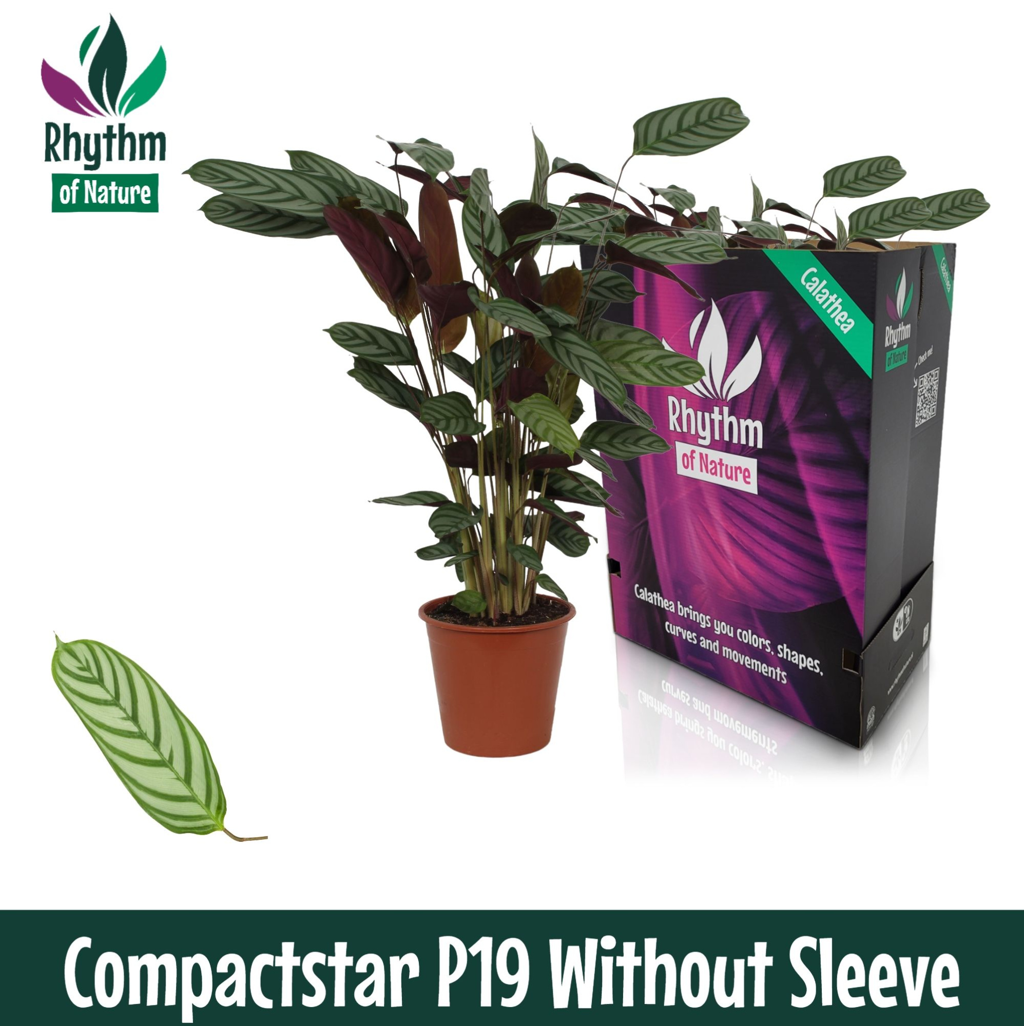 Calathea 19cm Compactstar Rhythm of Nature zonder hoes, D 19 cm