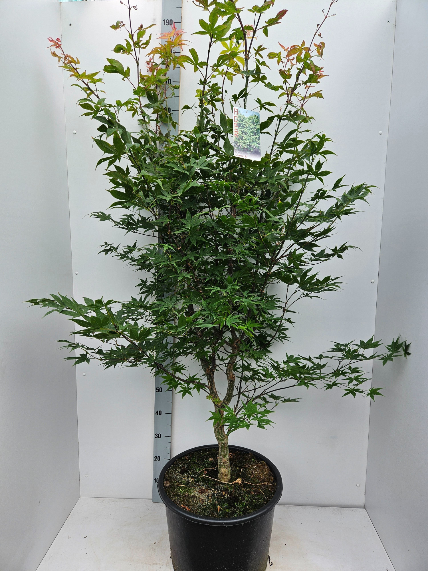 Acer palmatum 'Osakazuki', D 43 cm