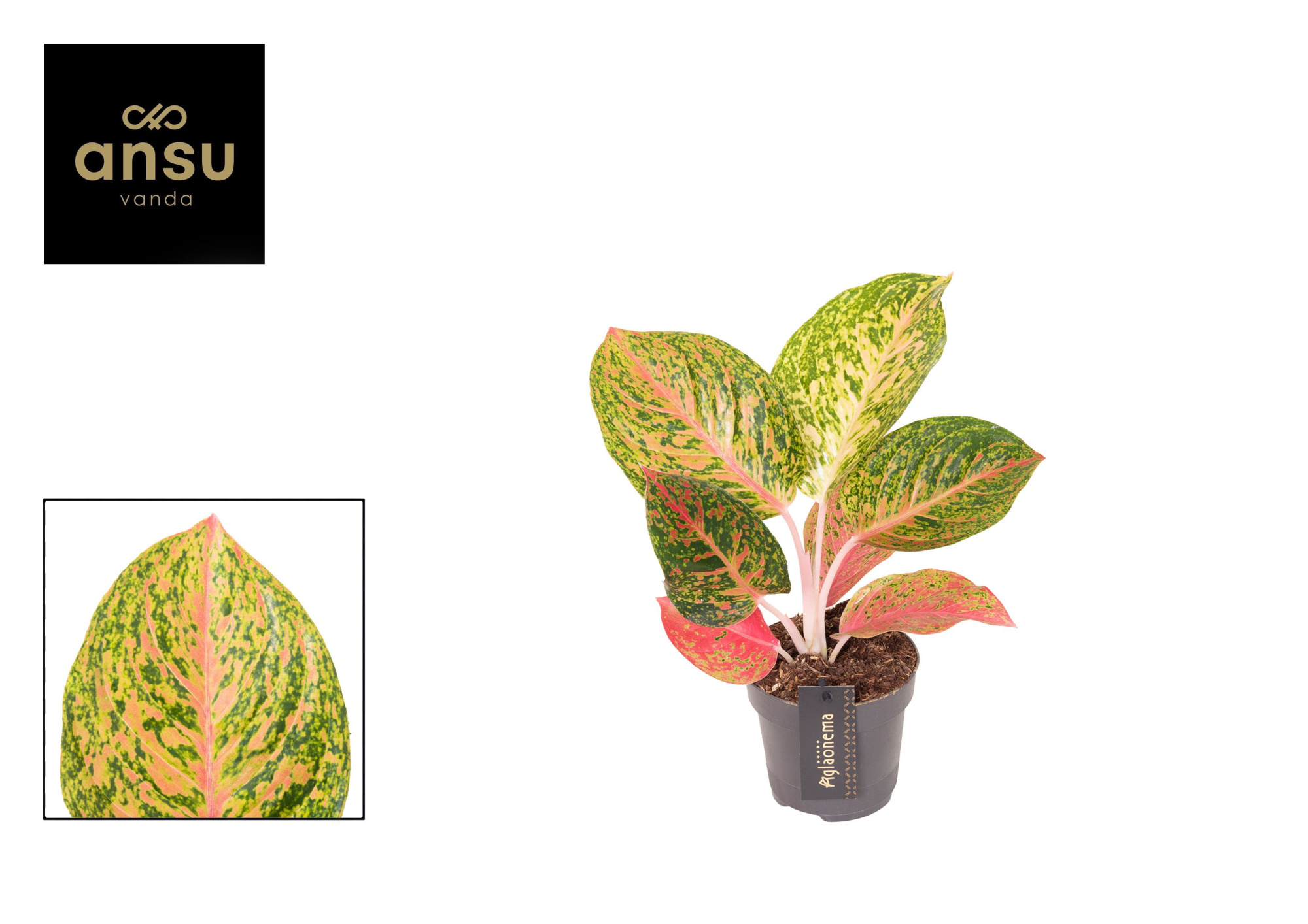 Aglaonema Grand Bouquet, D 12 cm