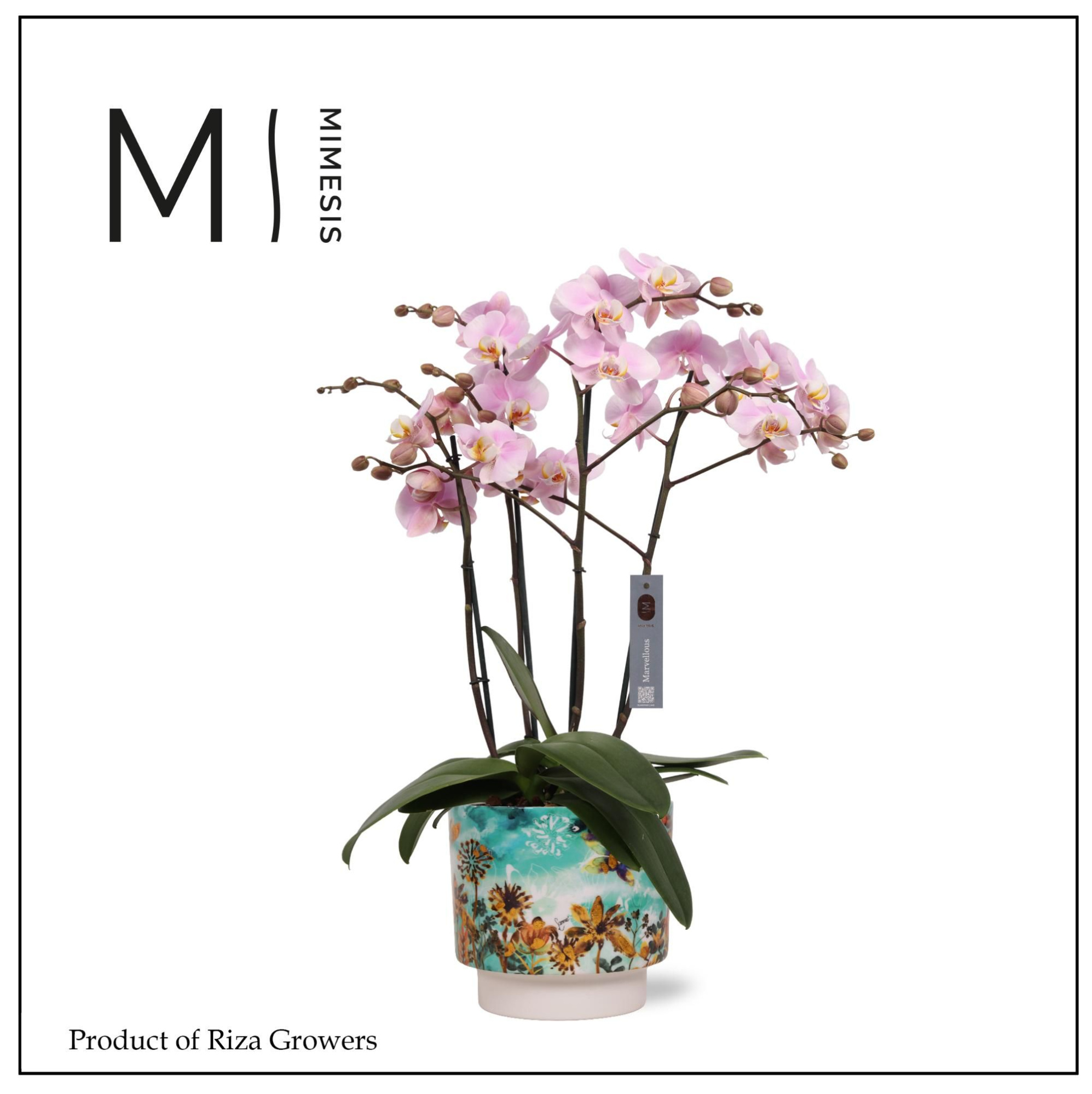 Phalaenopsis Marvellous Light Pink50+ – 17cm in Camelia Fresia Fresh | Mimesis, D 17