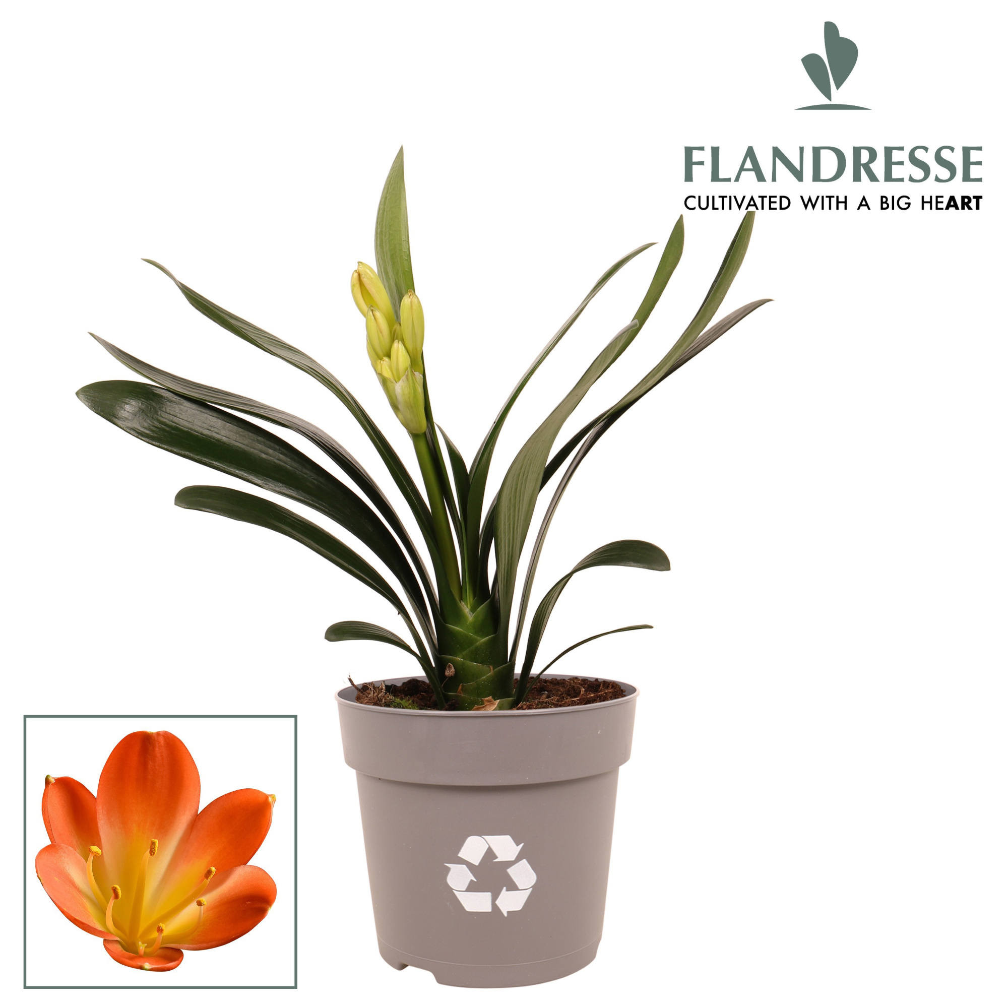 Clivia Flandresse® orange medium, D 13