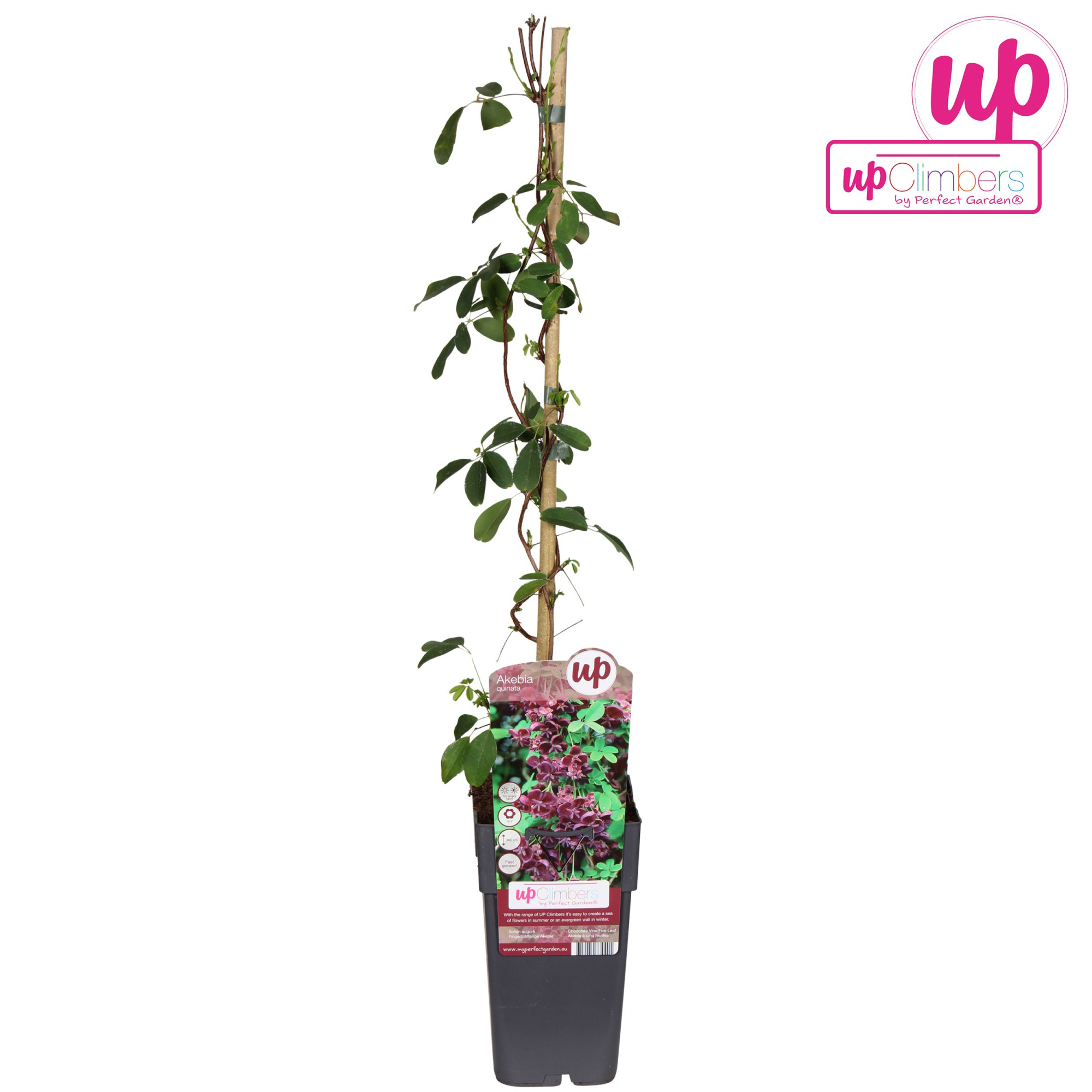 Akebia quinata P15, D 15 cm