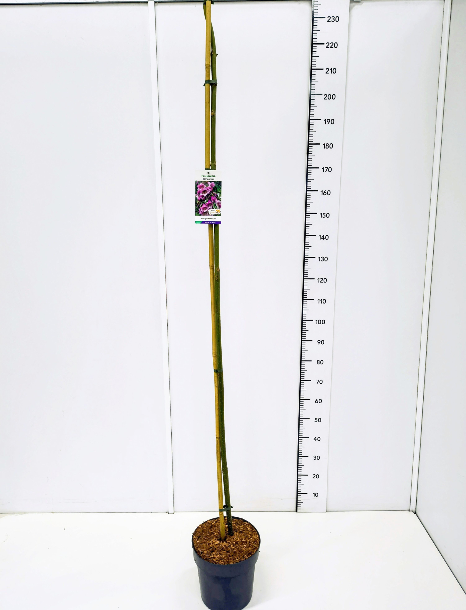 Paulownia tomentosa 175-200C10, D 28 cm