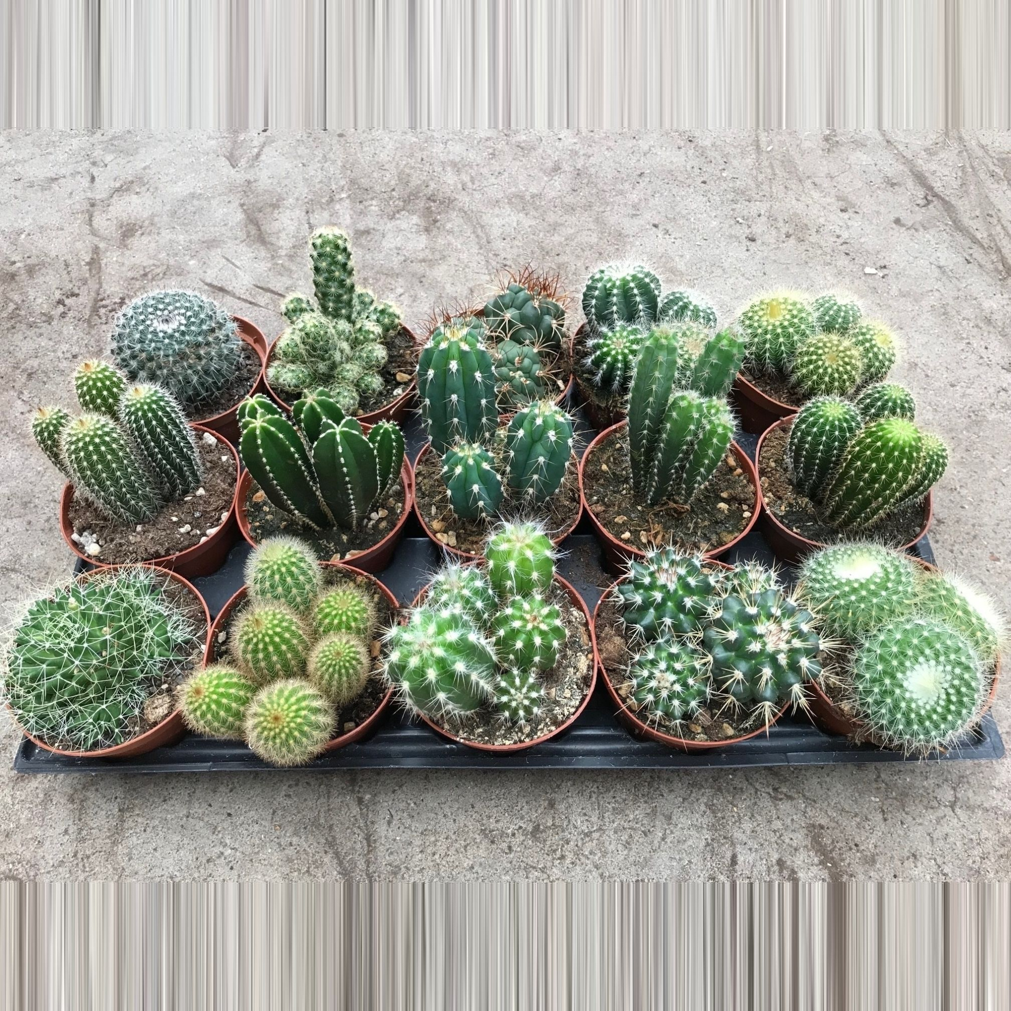113 Cactus gemengd 10, 5 cm, D 10,5 cm