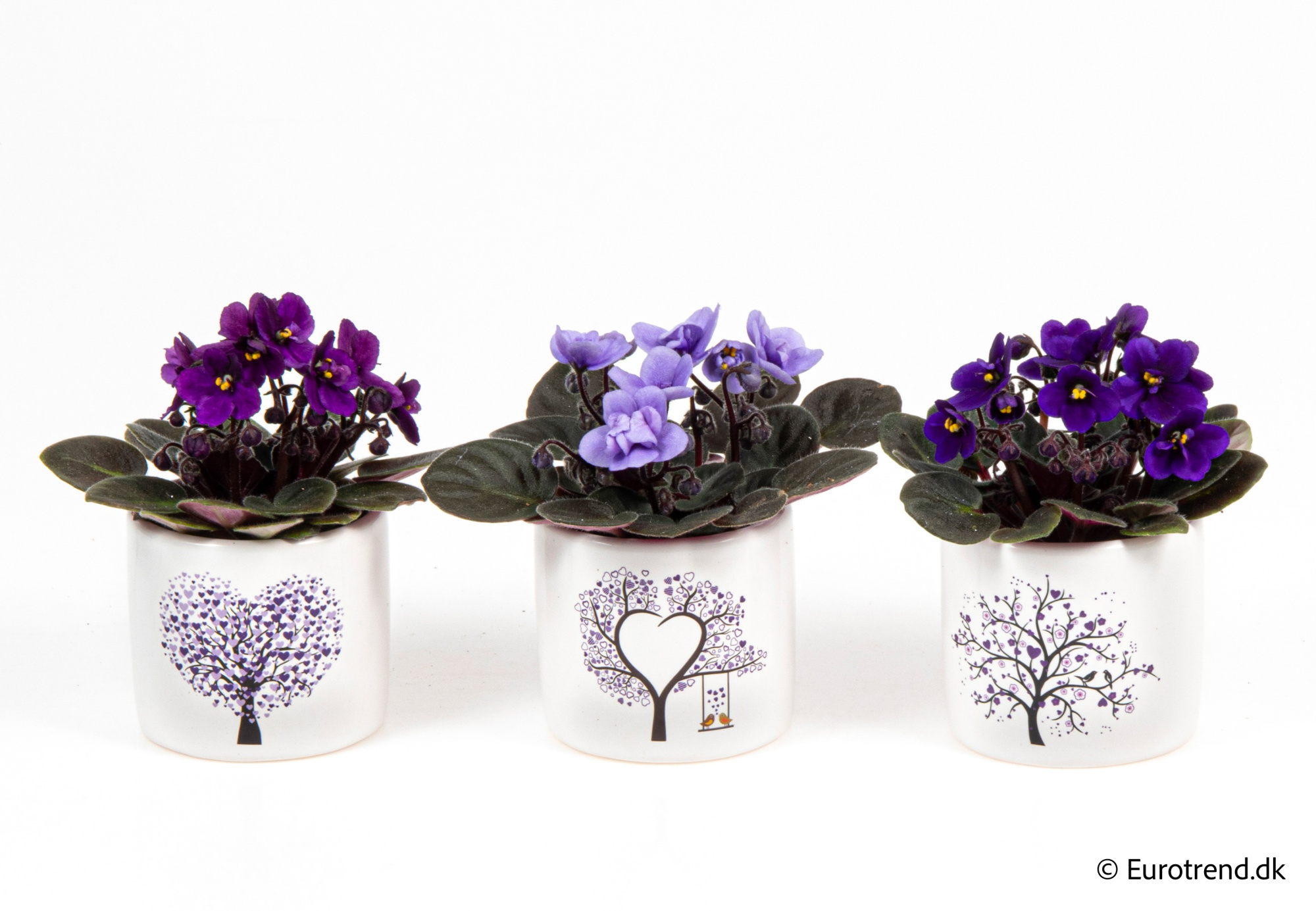 Saint paulia in Valentine ceramic 2026, D 6