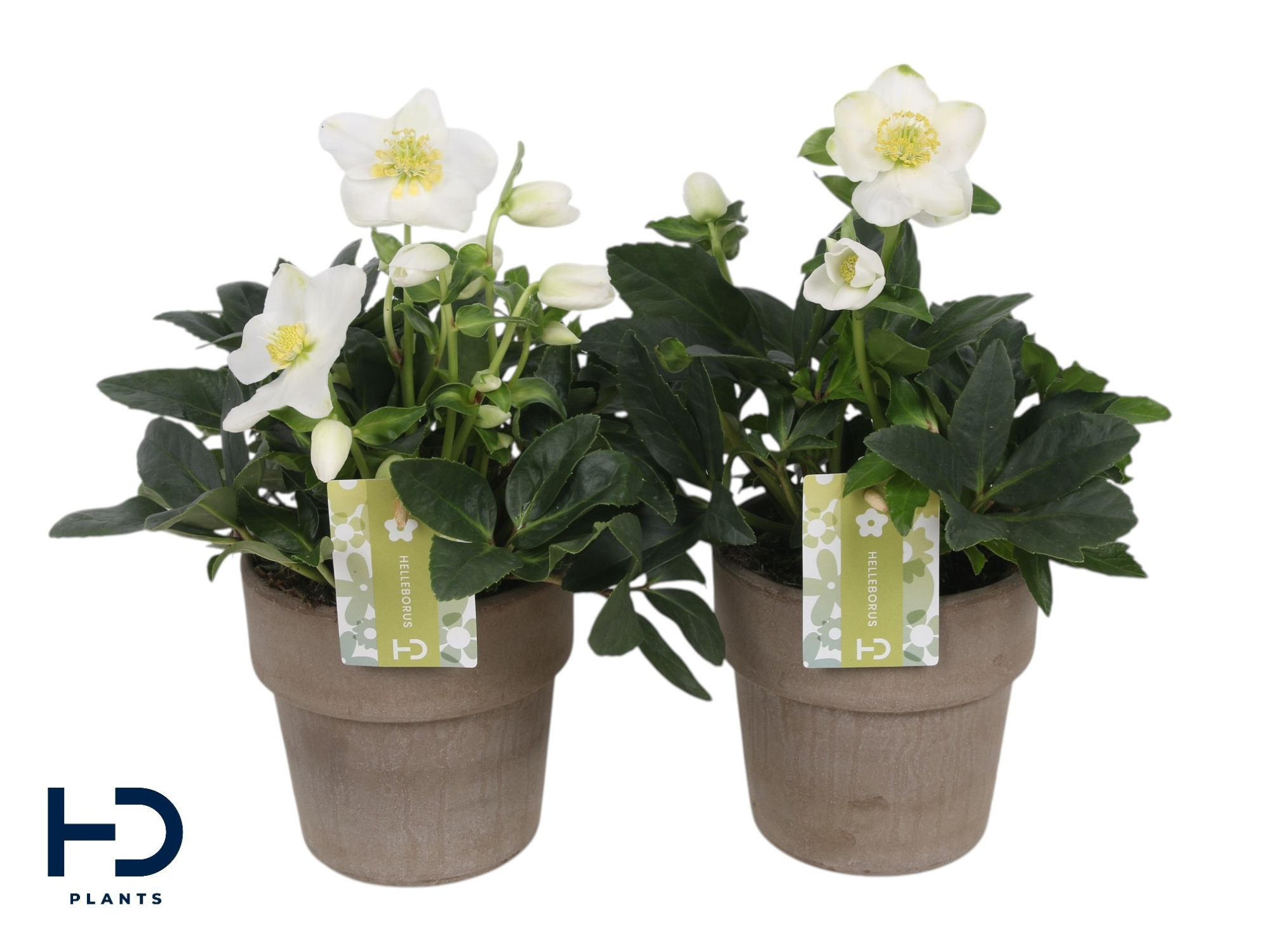 Helleborus niger 'Advent Star Early' XL p12 in grijs terracotta, D 12 cm