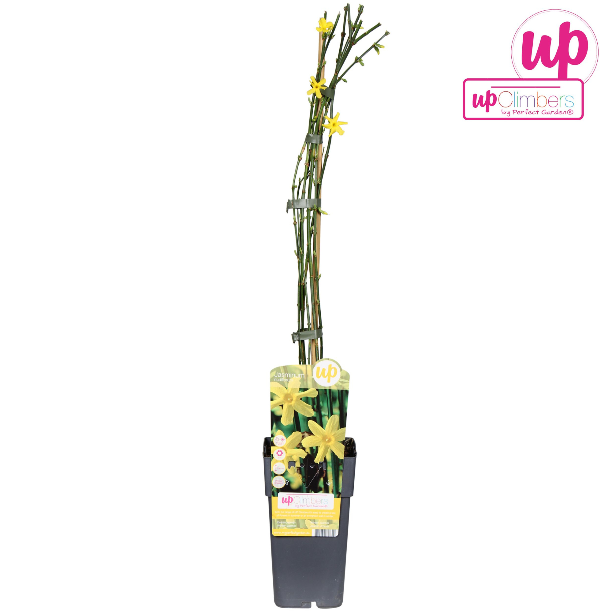 Jasminum nudiflorum P15, D 15