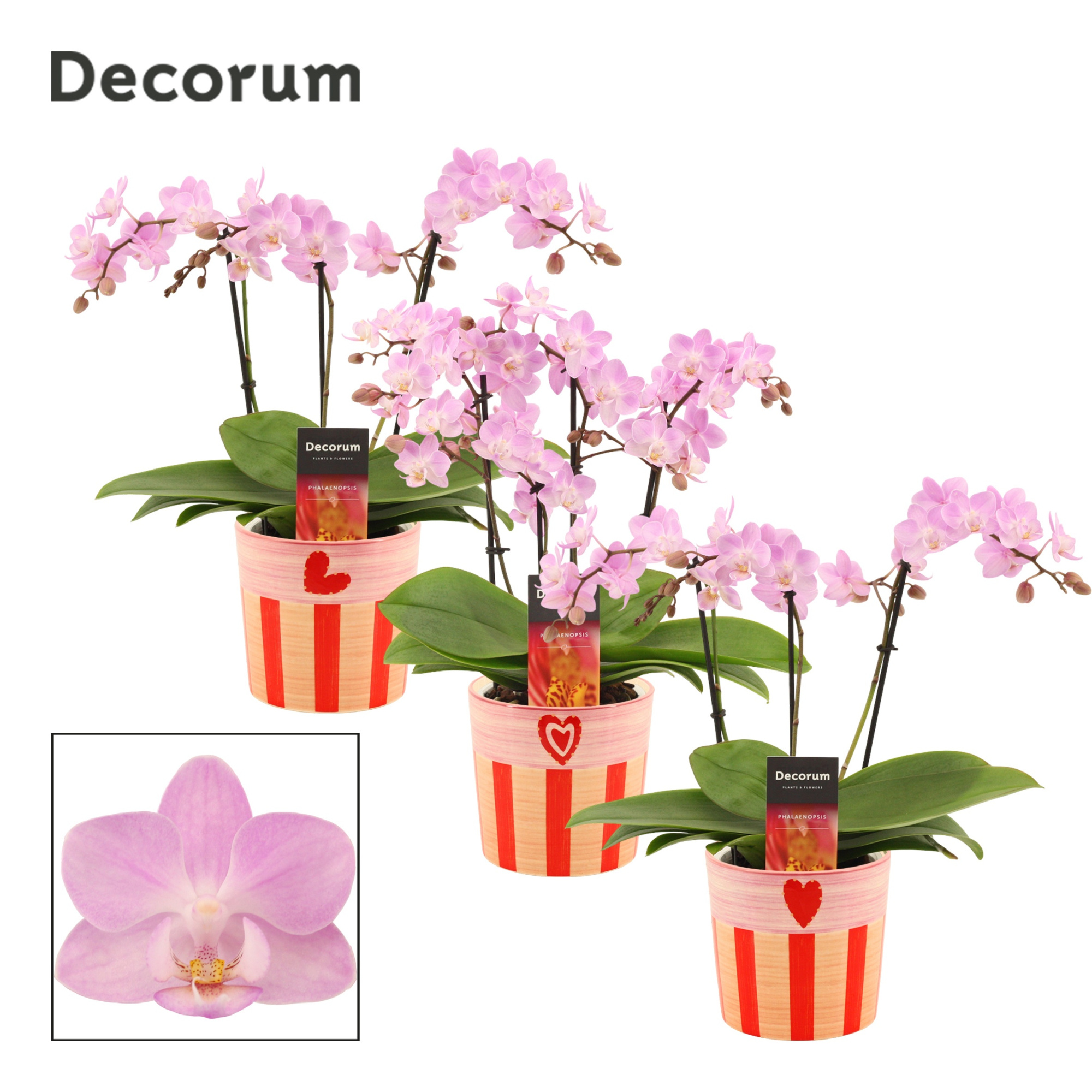 Phalaenopsis dazzling Cotton Candy 3-4 tak in Romée (Sympathetic, D 12