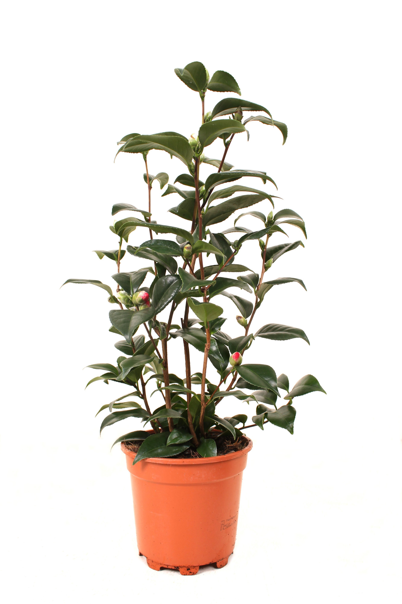 Camellia Japonica P17 25+ knoppen, D 17
