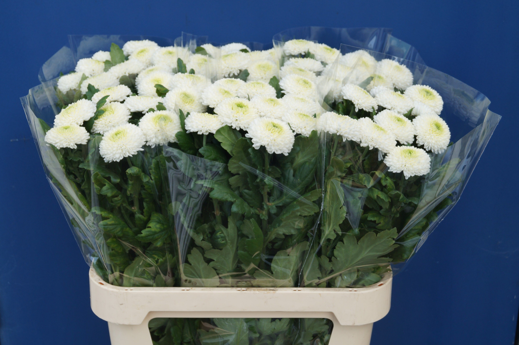 Хризантема од. Пин Понг 80, шт.