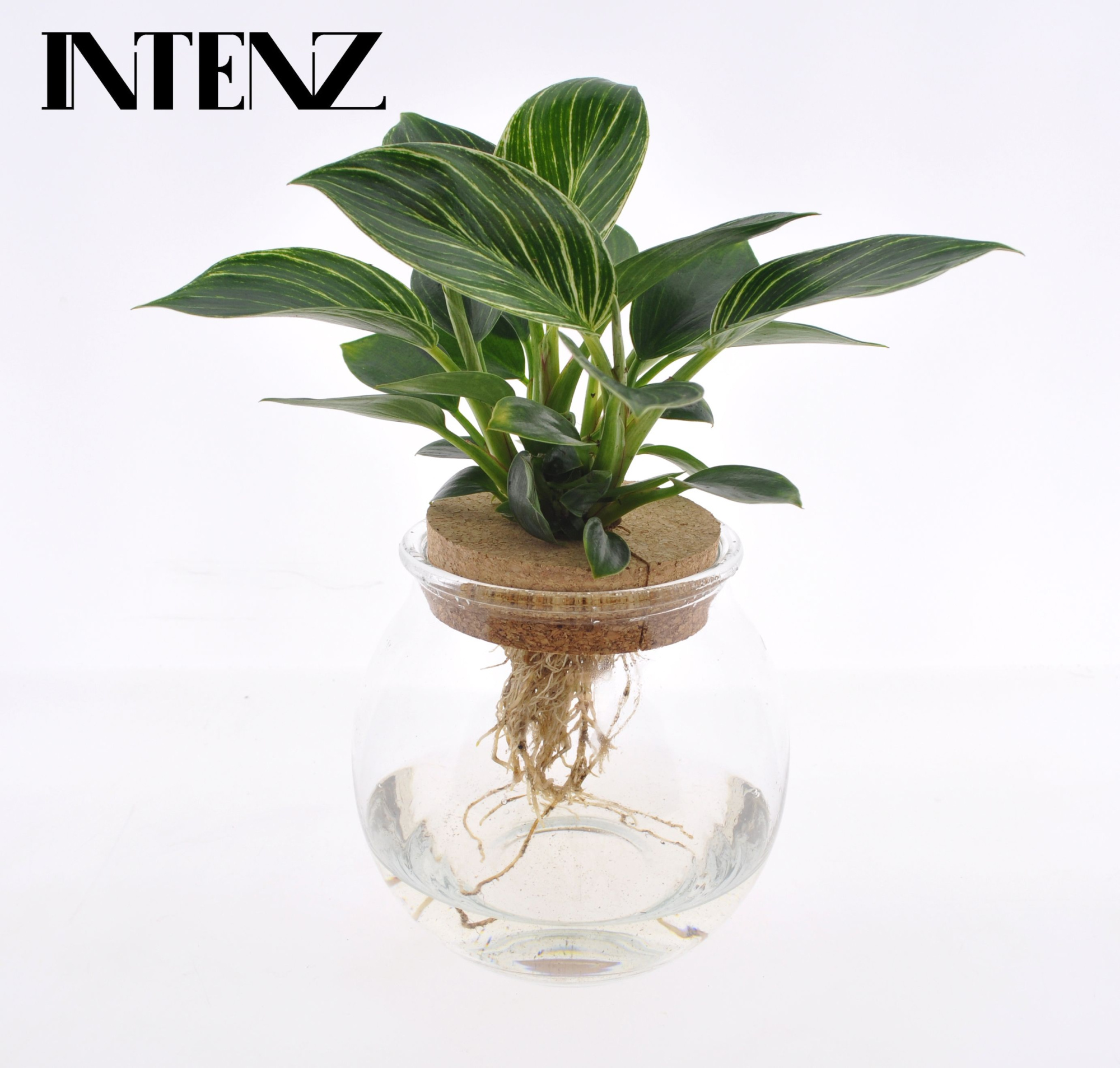 White Wave in Bolglas + klikkurk - levertijd: 24 uur, D 12 cm