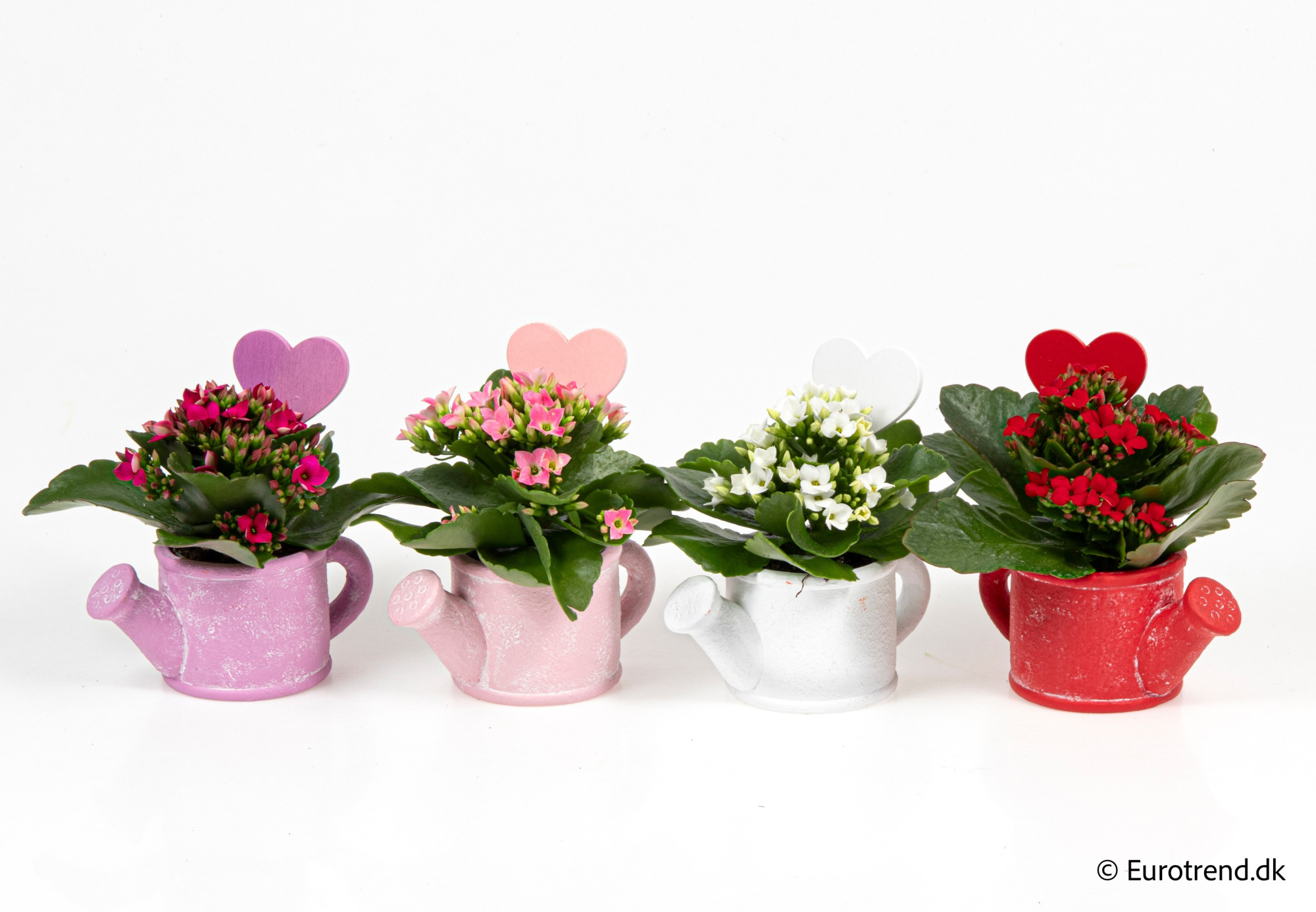 Kalanchoe in Valentine ceramic 2026, D 6