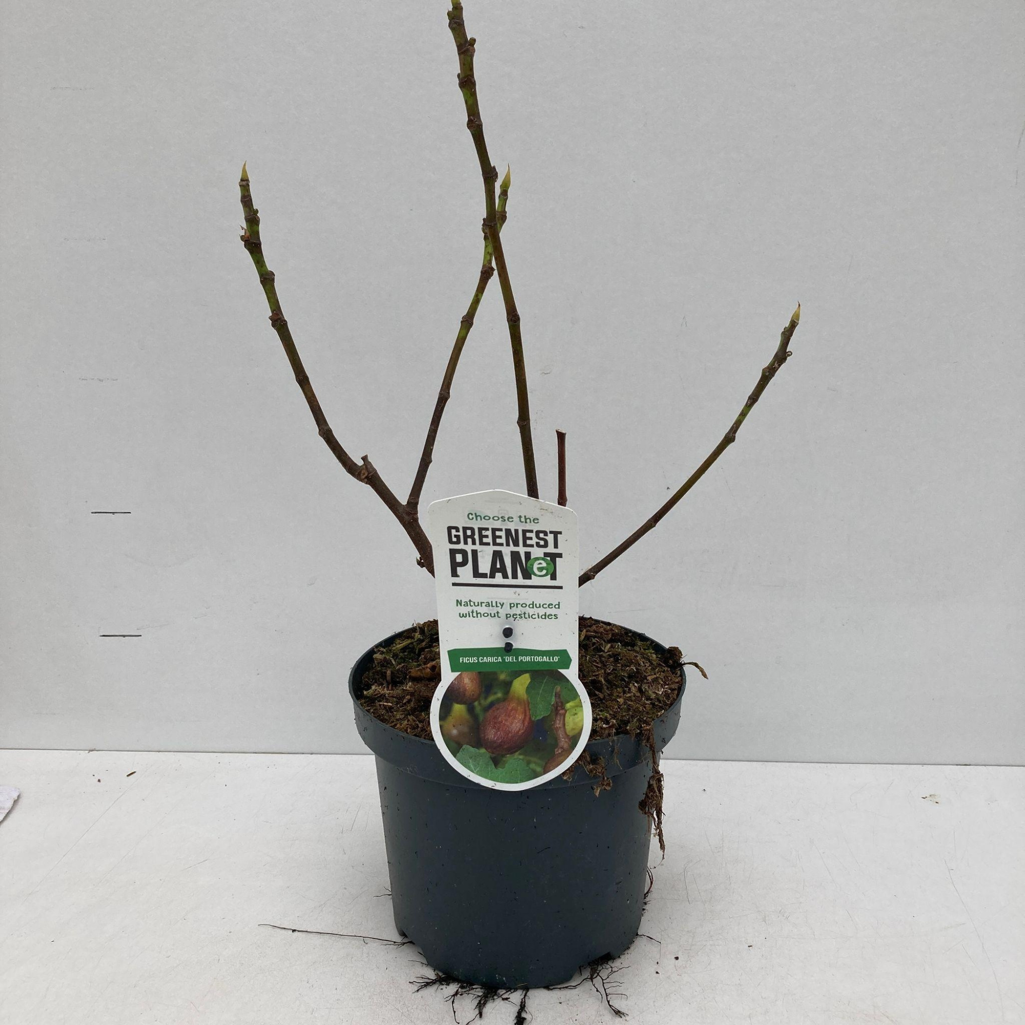 Ficus carica 'Del Portugallo', D 19