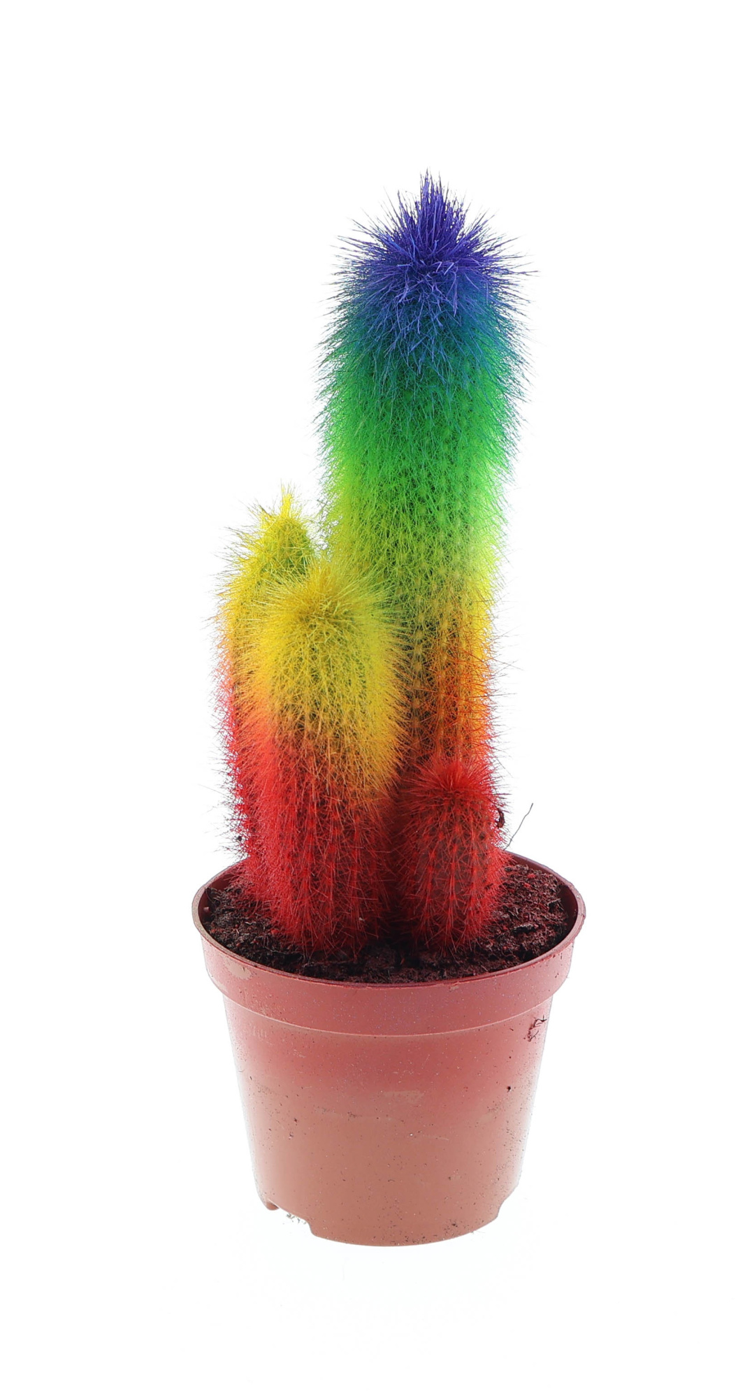 Rainbow cactus special edtion, D 8,5 cm