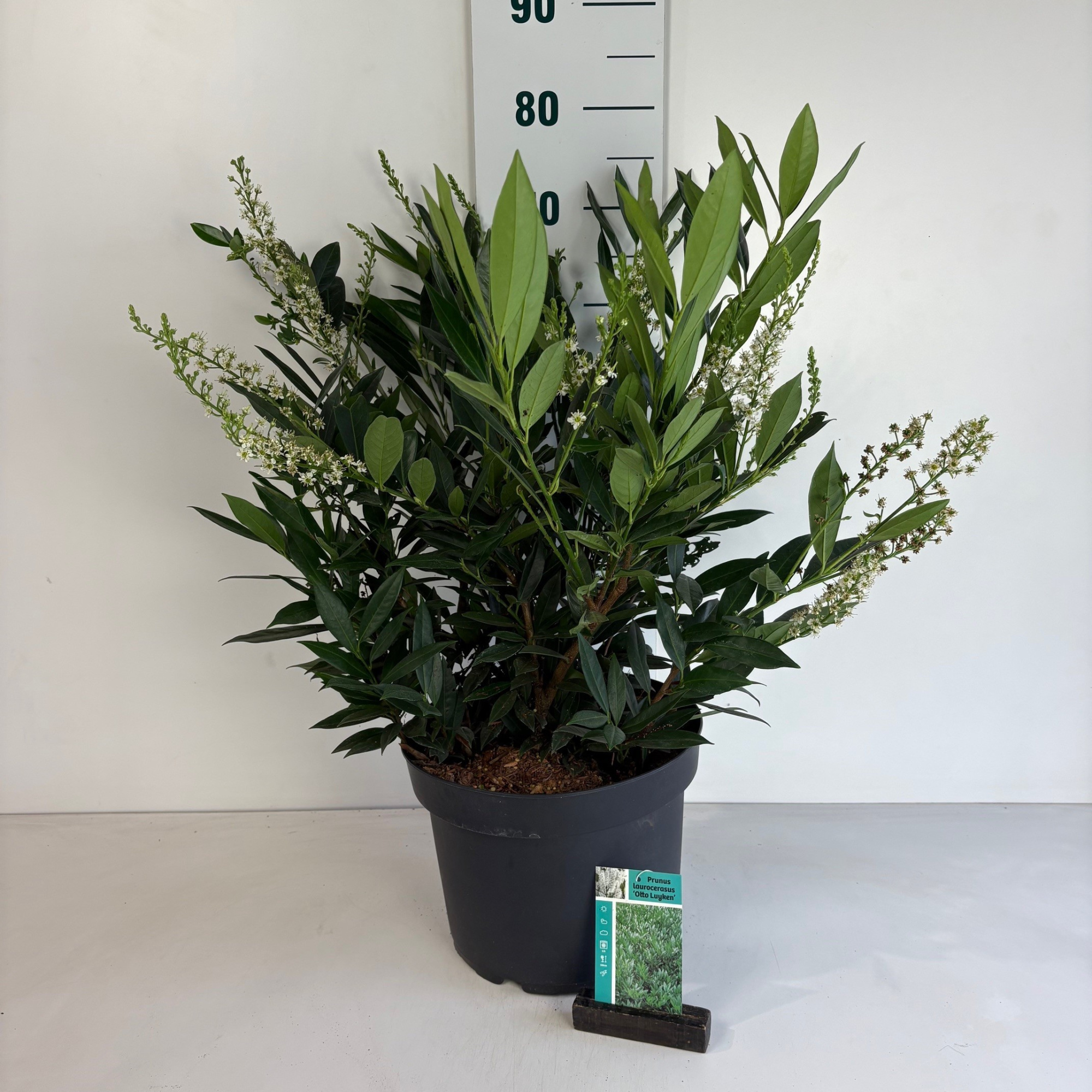 Prunus laurocerasus Otto Luyken, D 29 cm