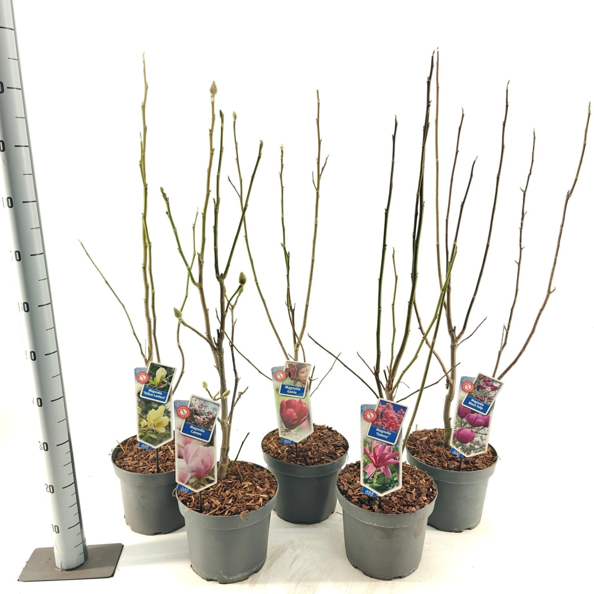 Magnolia mix exclusive (minimum order one layer), D 23