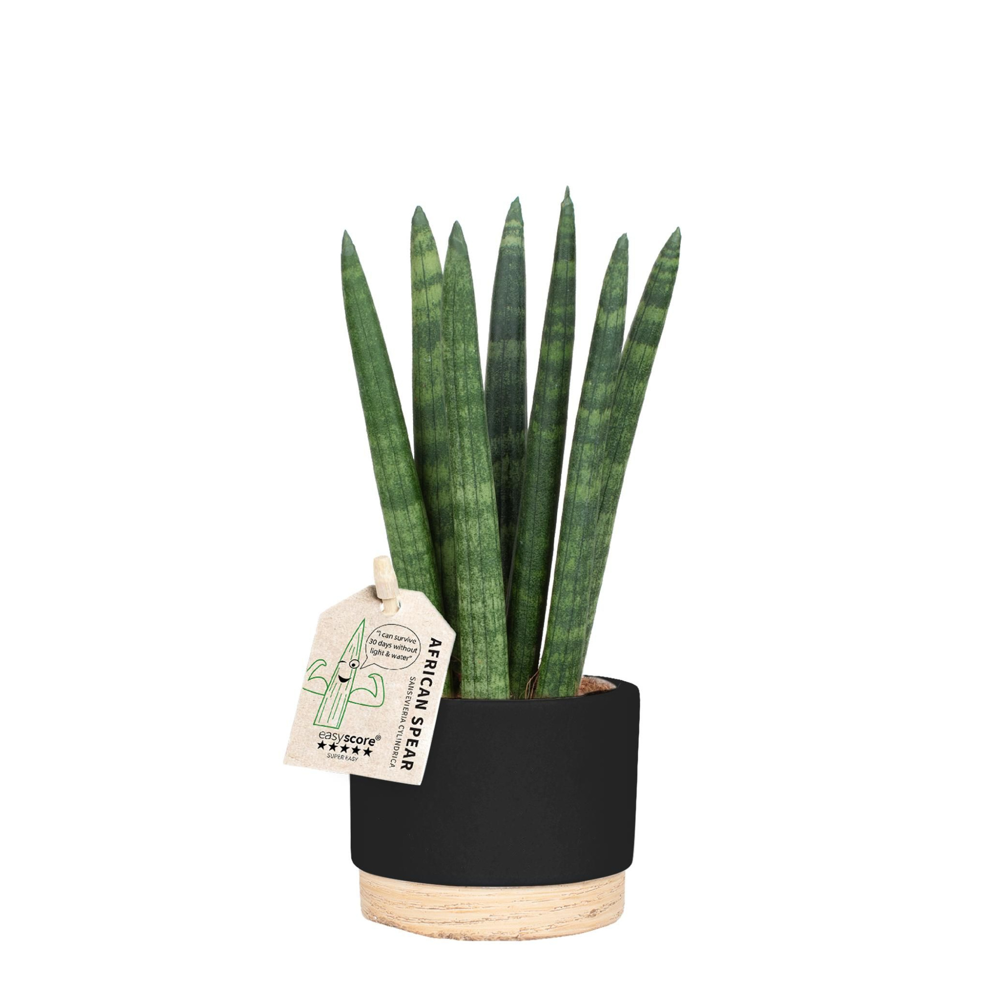 Woodbase Liqurice, Sansevieria ´Straight´, D 7 cm