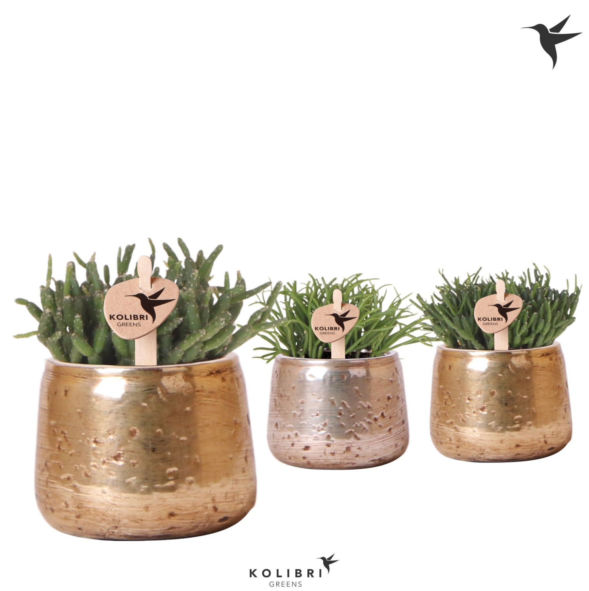 Kolibri Greens Rhipsalis mix in Luxury pot mix, D 6