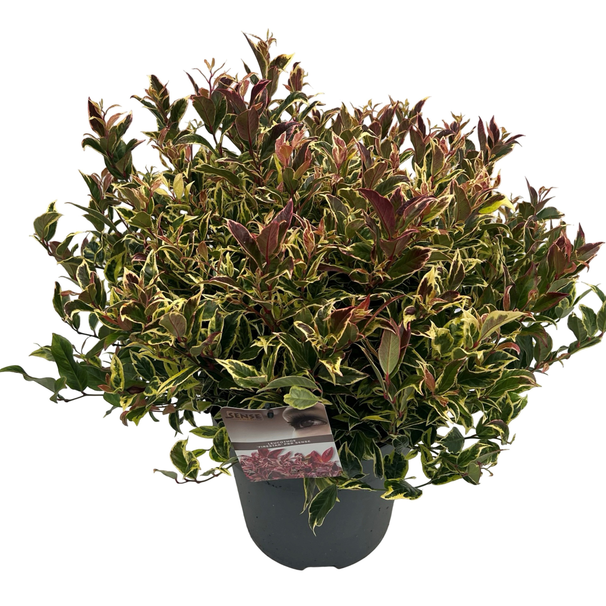 Leucothoe 'Fire Star' ® sense, D 27 cm