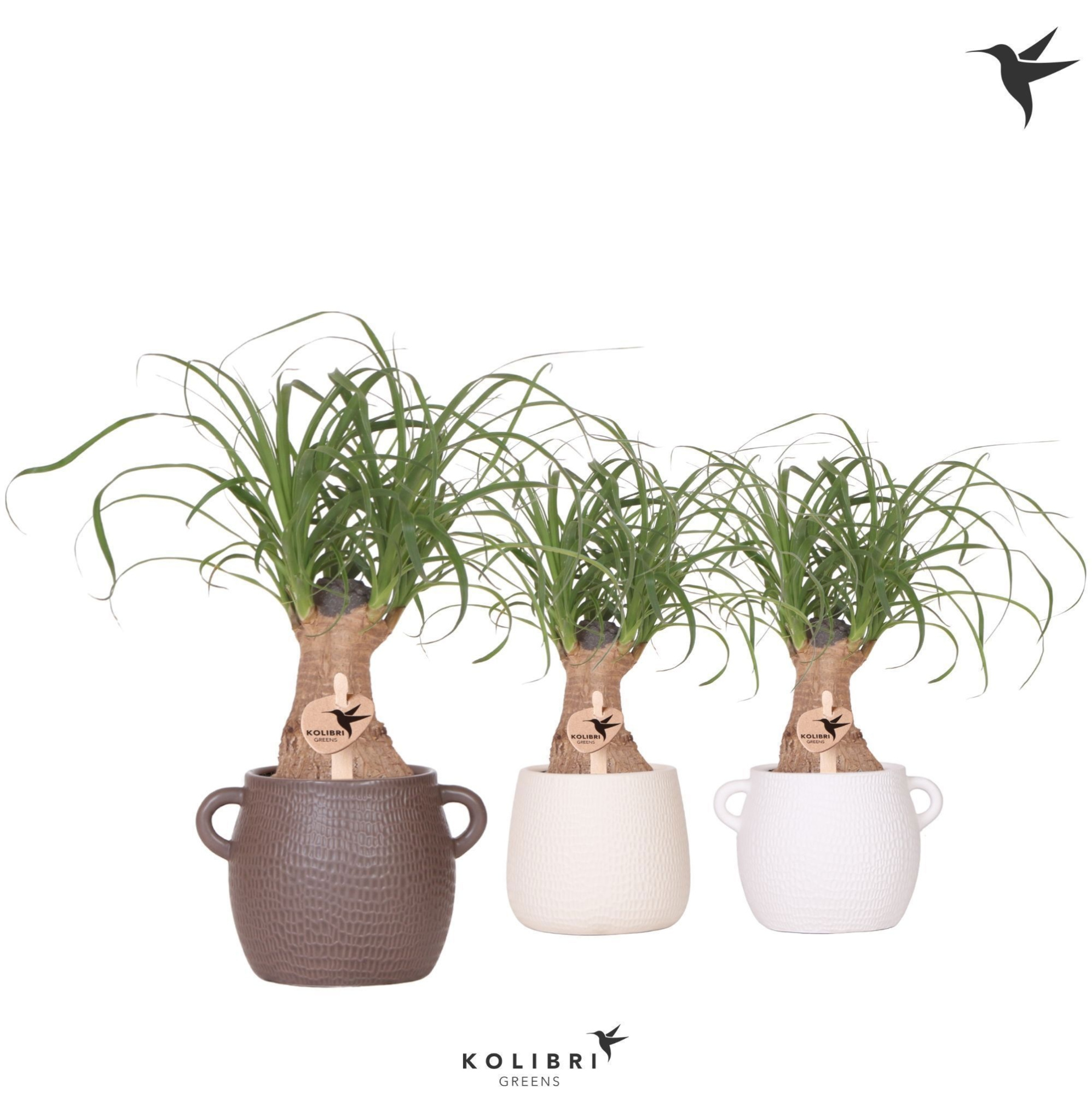 Kolibri Greens Beaucarnea in Scales pot mix, D 9 cm