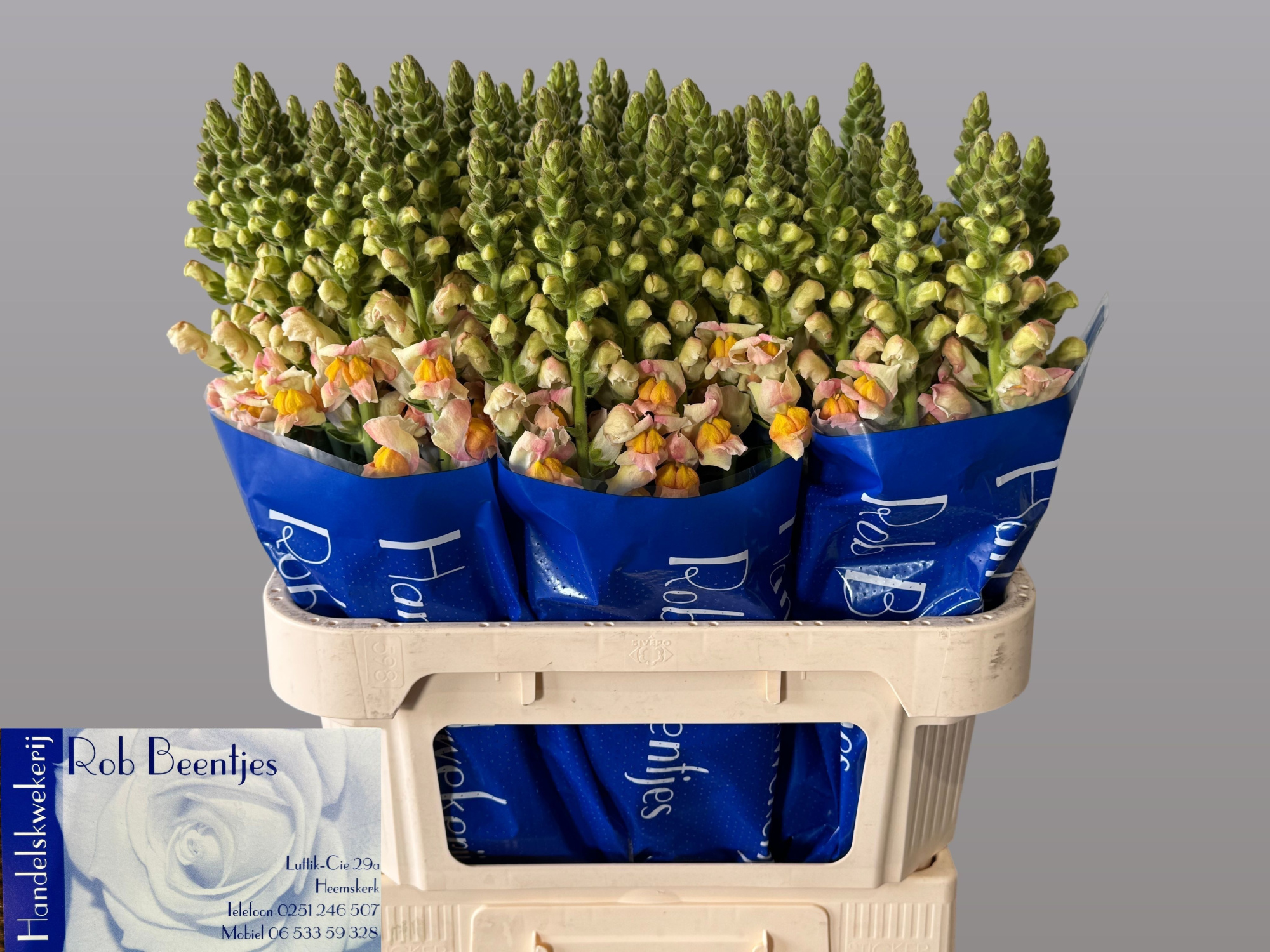 Антирринум Коста Априкот, шт.