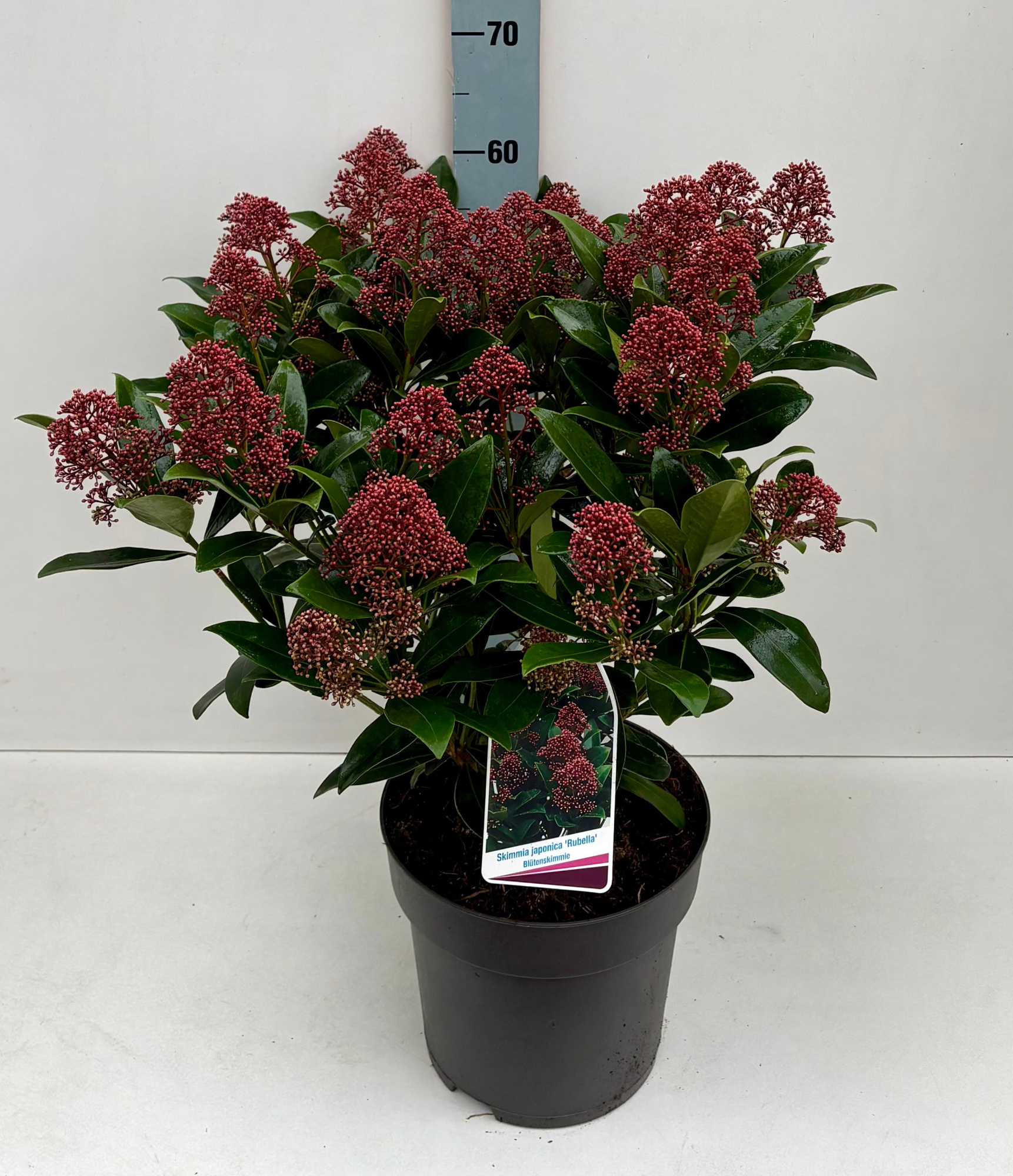 Skimmia Rubella 26T XL, D 26 cm