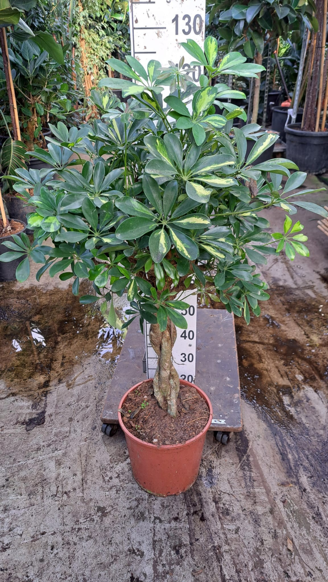 Schefflera Gold Capella gevlochten stam 120, D 30