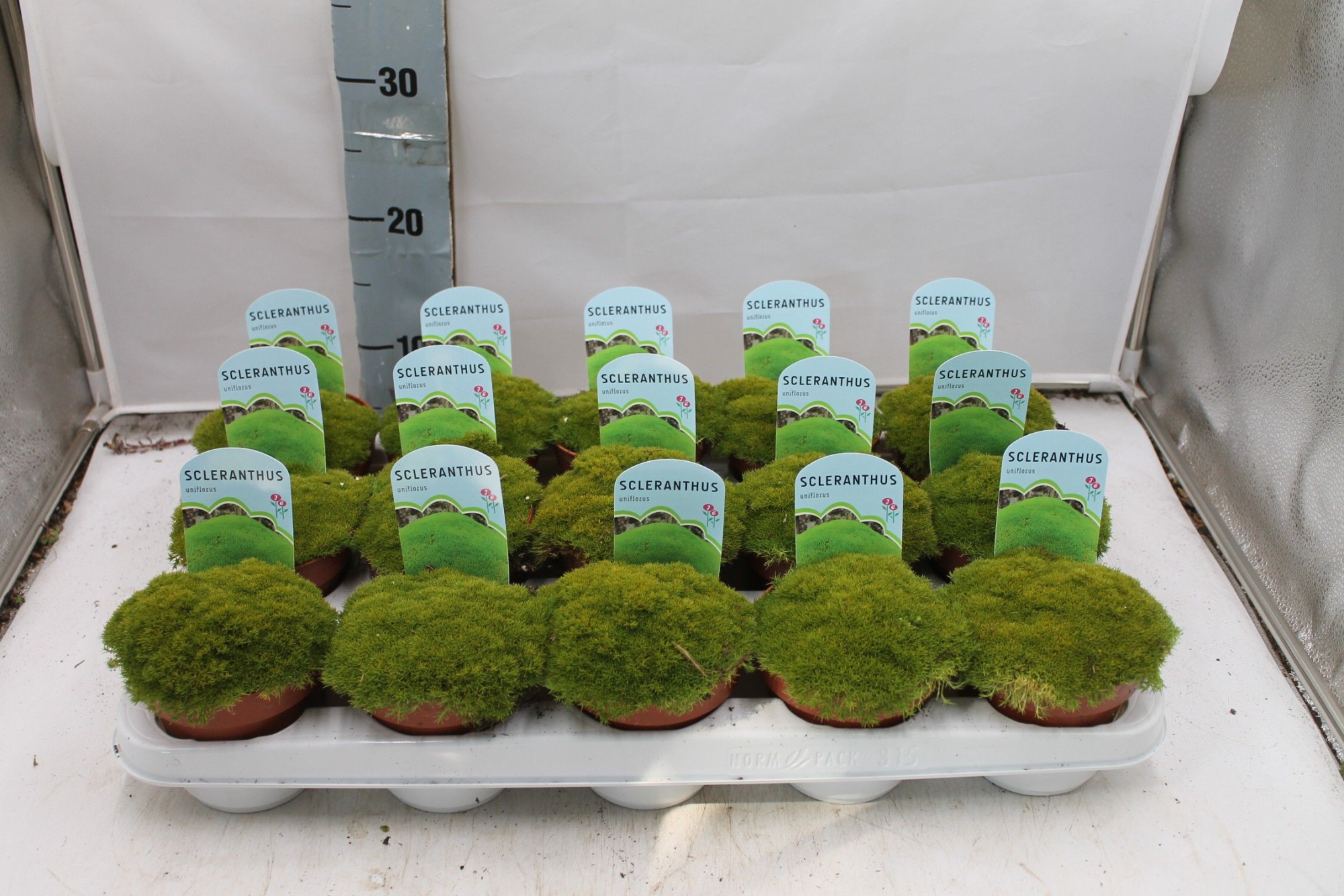 Scleranthus uniflorus, D 10,5 cm