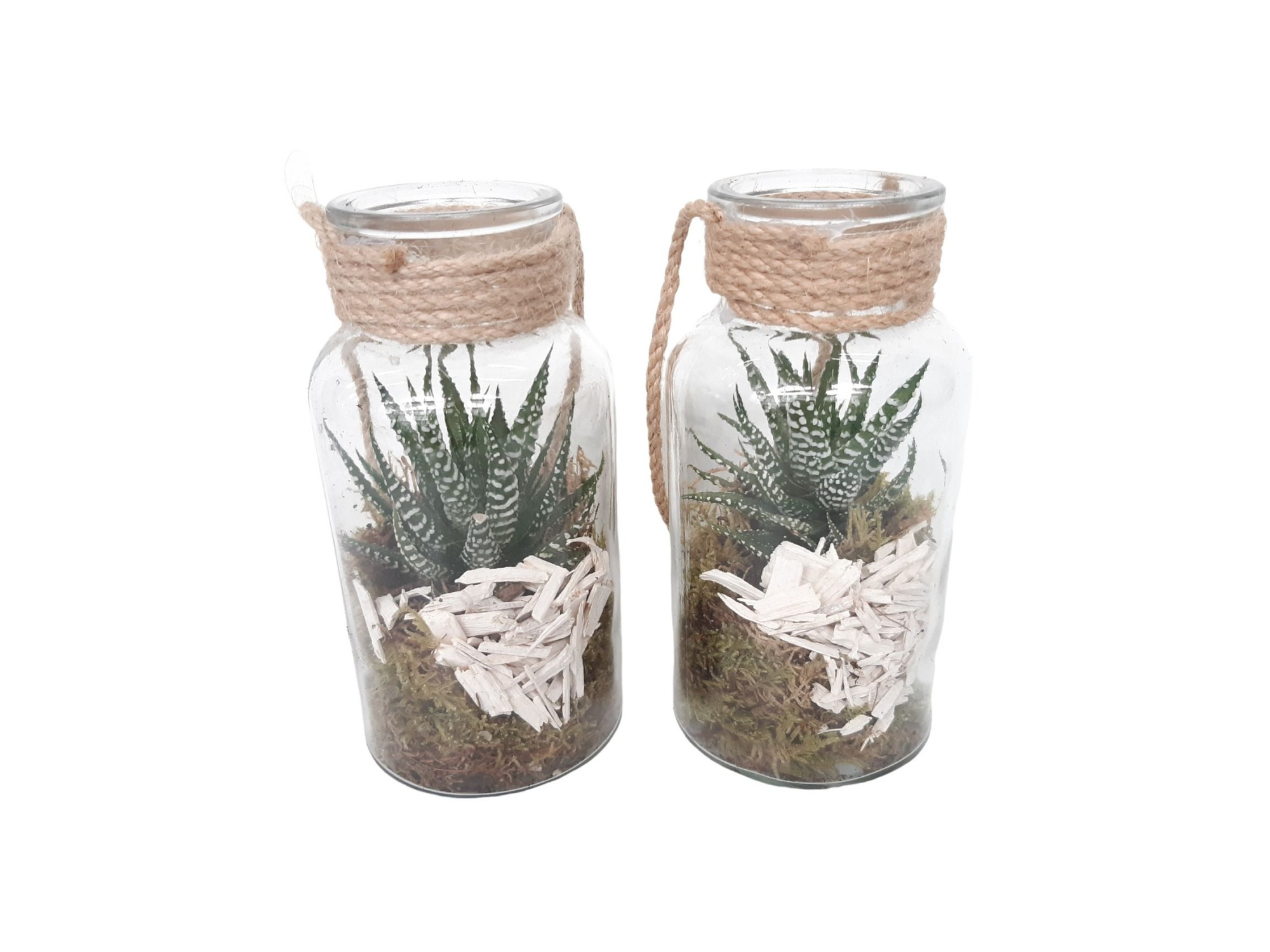 705 SUC flesje 8/16cm Haworthia, D 8 cm