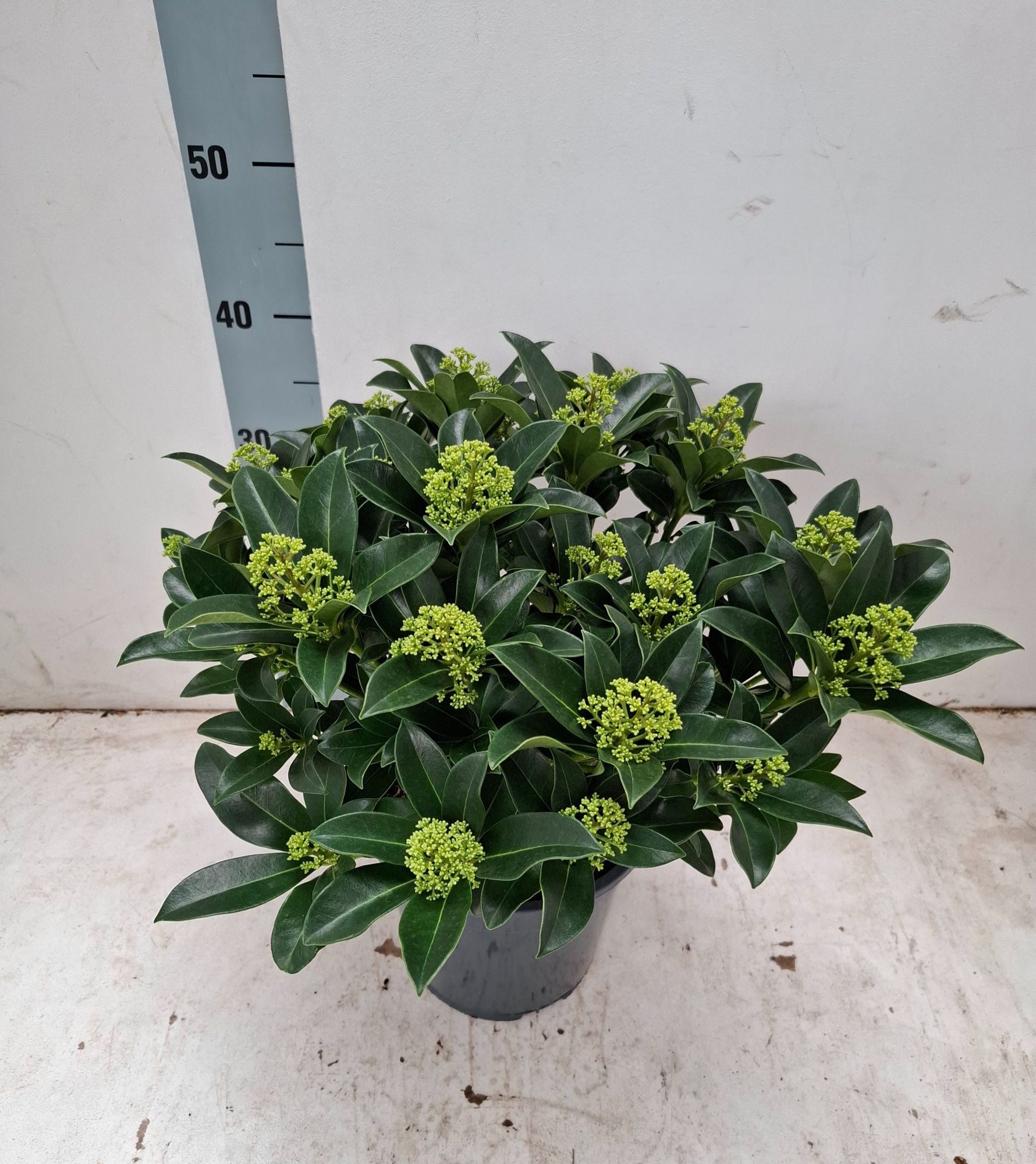 White Globe 21cm 25+ bloem, D 21 cm