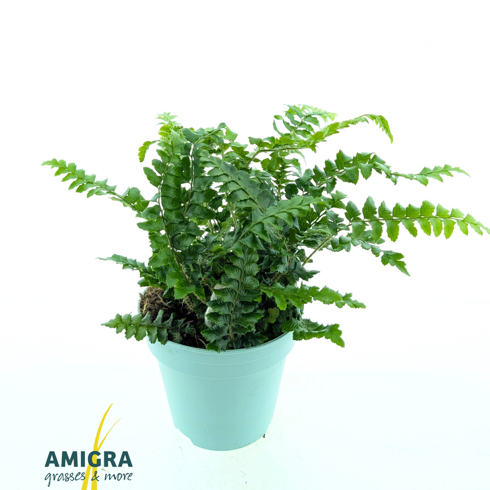 Polystichum poly. 'Jade', D 10,5 cm