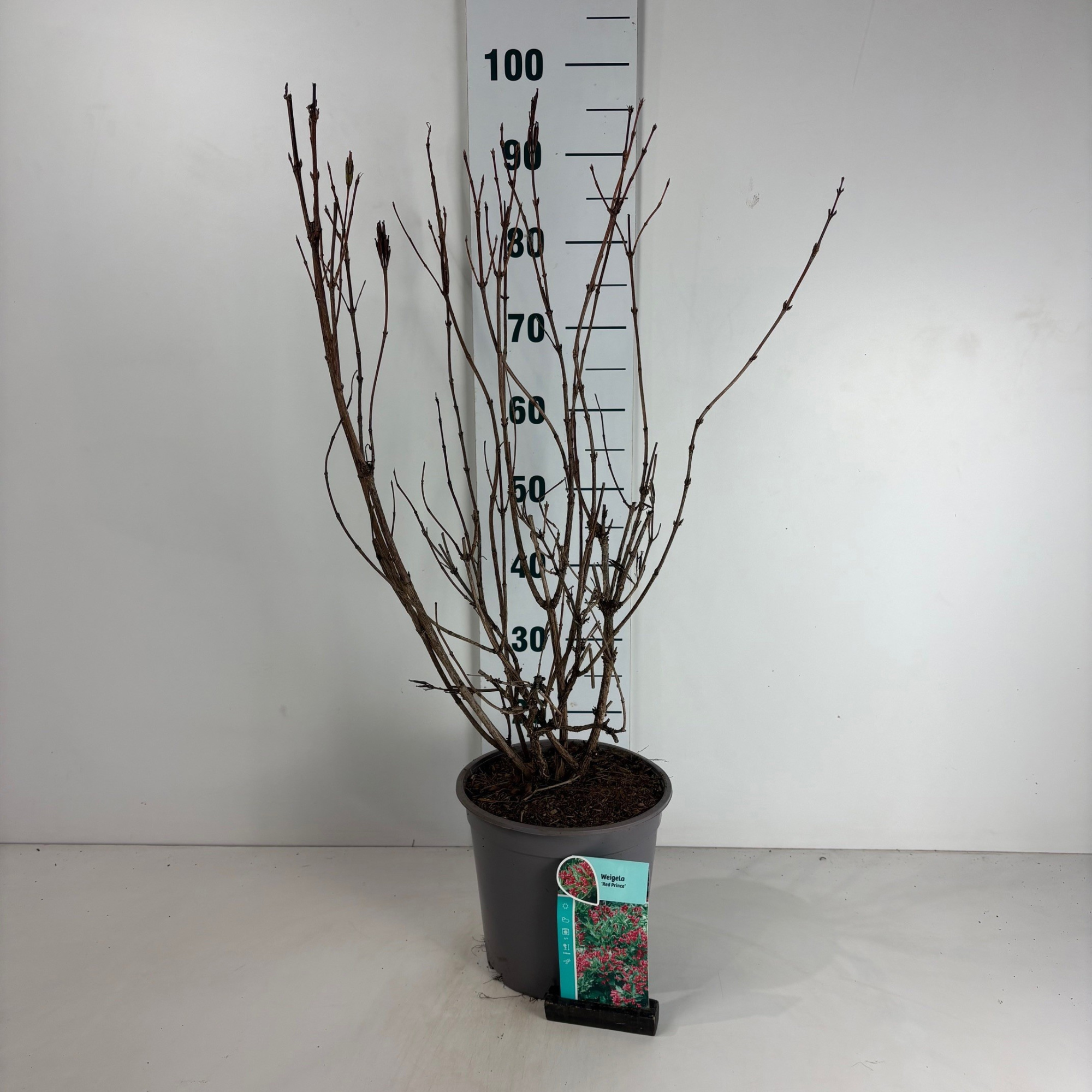 Weigela Red Prince, D 24