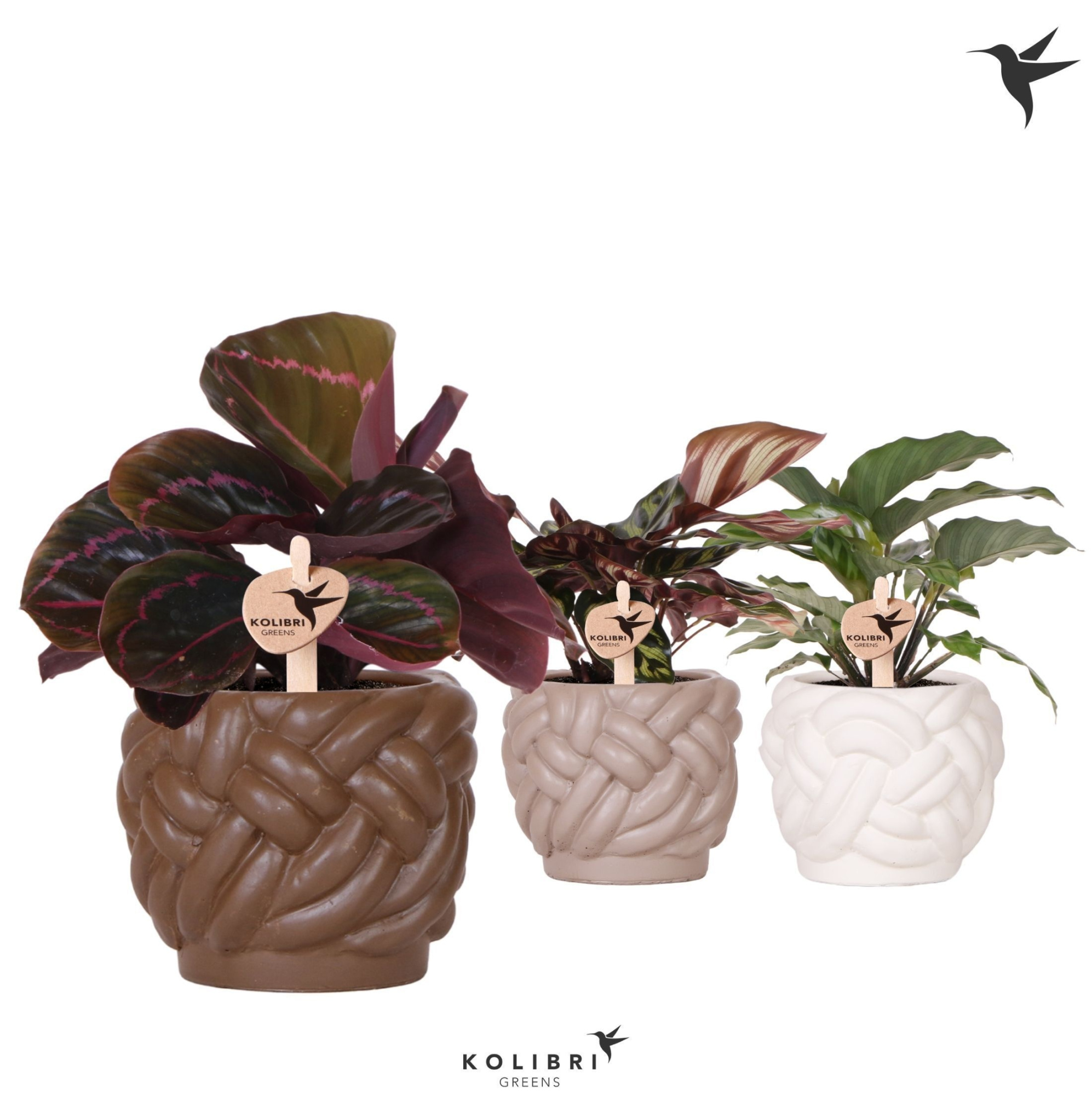 Kolibri Greens Calathea mix in Rope pot mix, D 9 cm